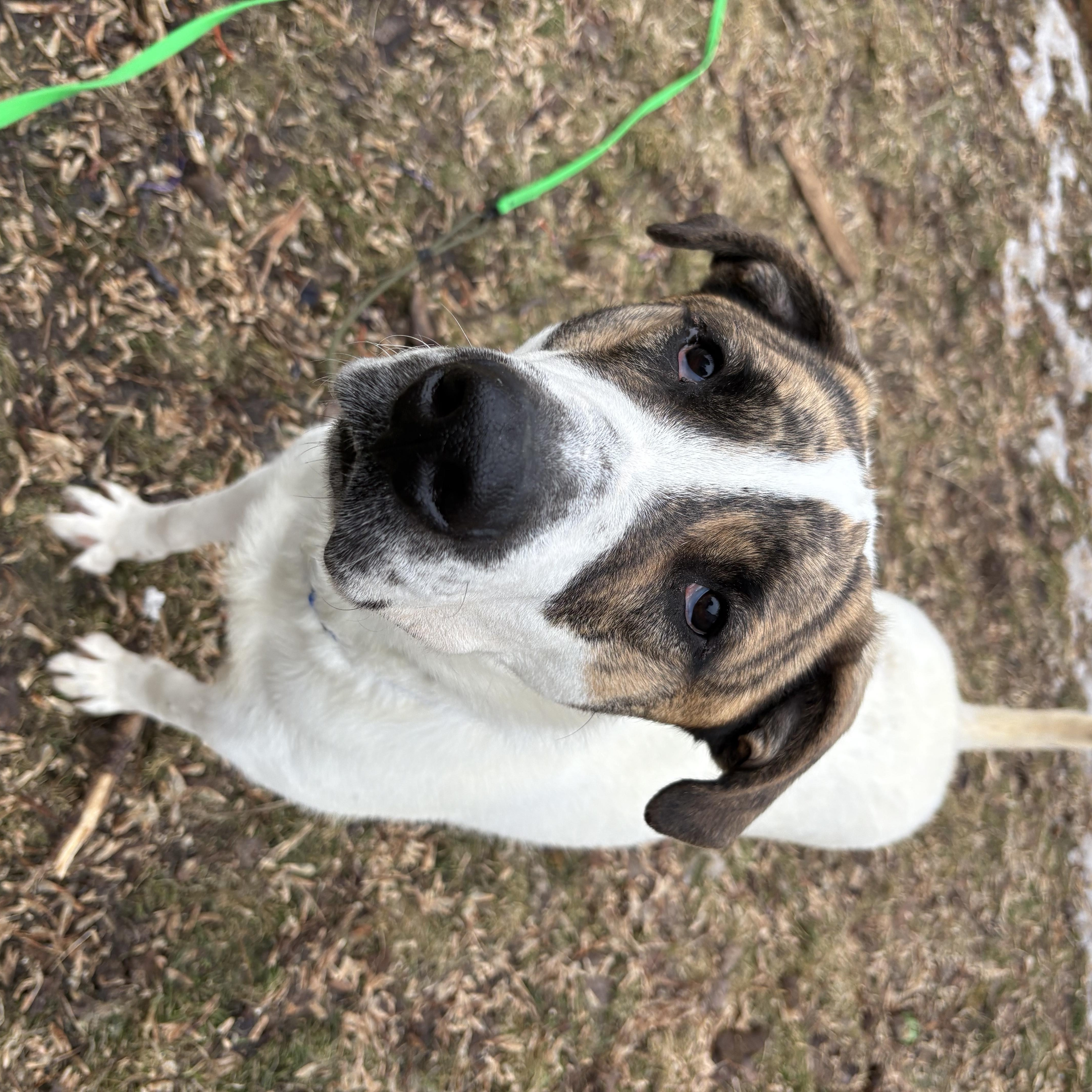 Enlarge Max 99.00 ADOPTION FEE, a ADOPTABLE mixed breed in Scarborough, ON image 5/6