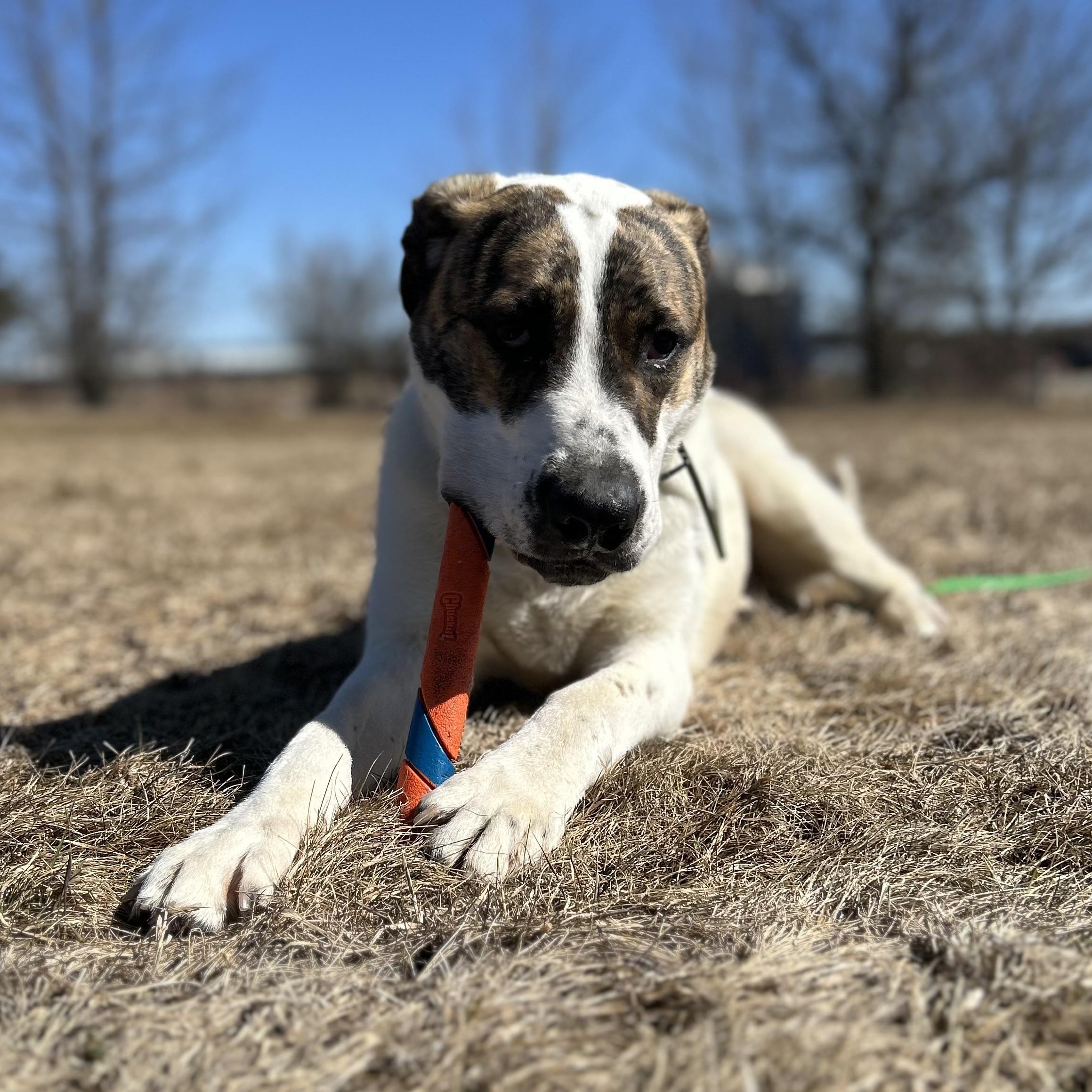 Enlarge Max 99.00 ADOPTION FEE, a ADOPTABLE mixed breed in Scarborough, ON image 3/6