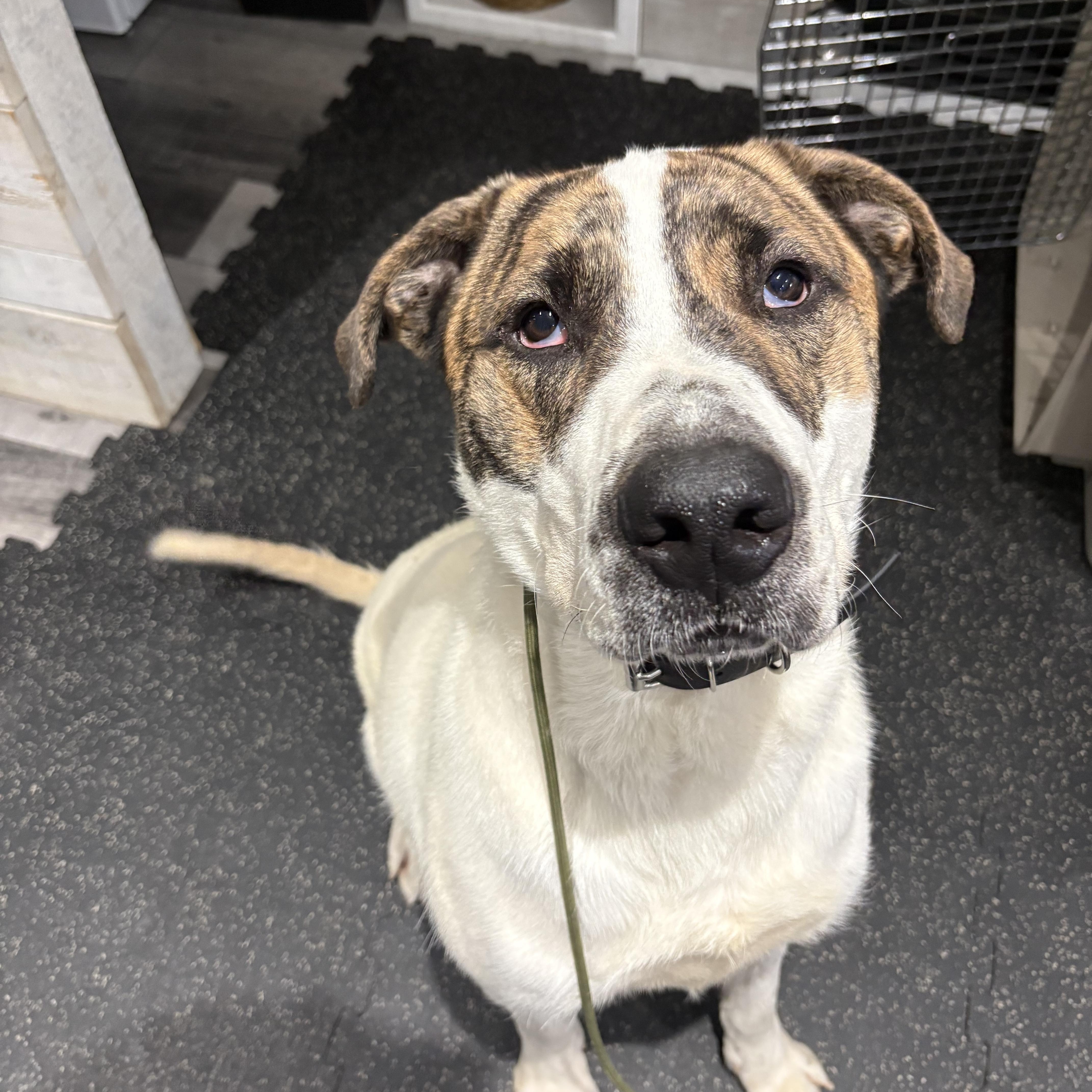 Enlarge Max 99.00 ADOPTION FEE, a ADOPTABLE mixed breed in Scarborough, ON image 2/6