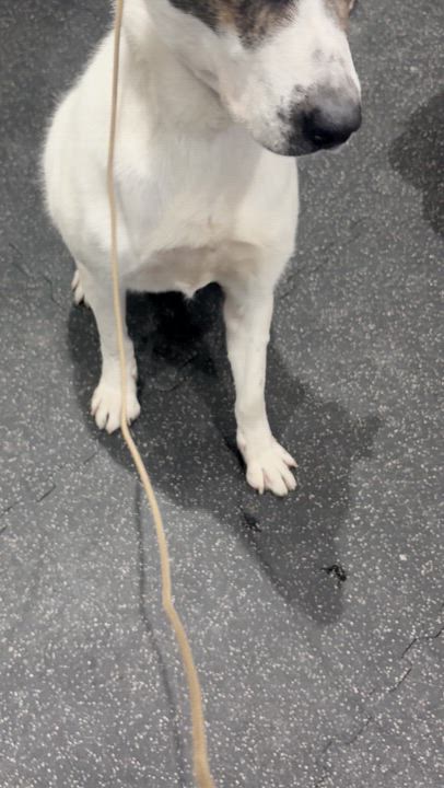 Enlarge Max 99.00 ADOPTION FEE, a ADOPTABLE mixed breed in Scarborough, ON video 6/6