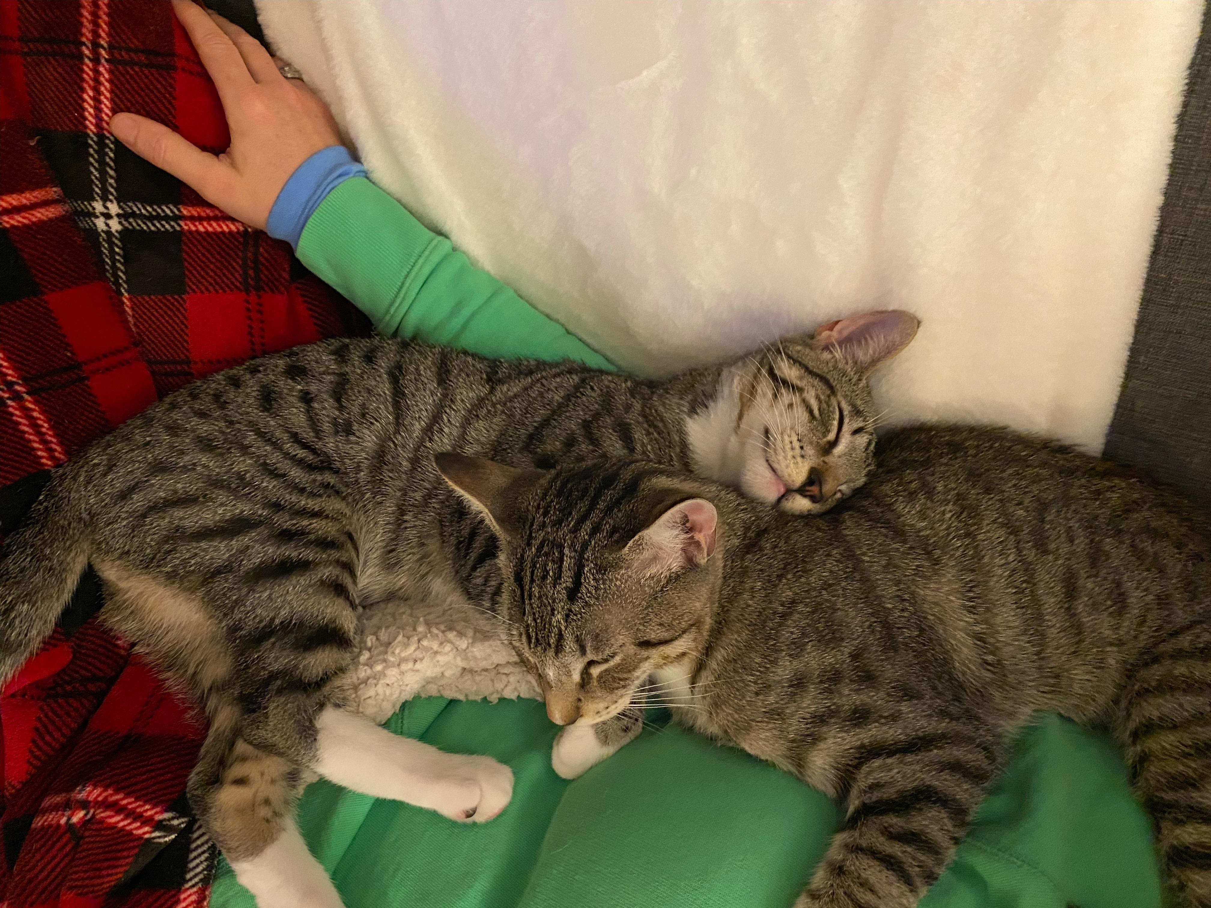 Ollie (and Chesnut) — thumbnail 6