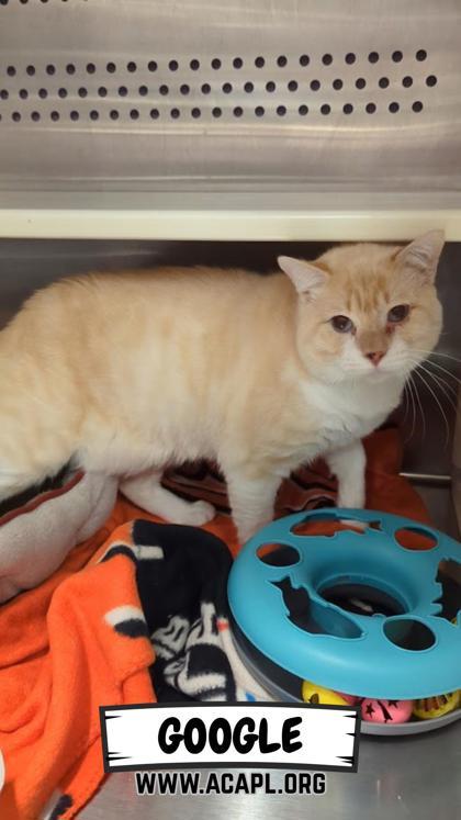 Enlarge Google, a Adoptable Siamese in Ashtabula, OH image 2/2