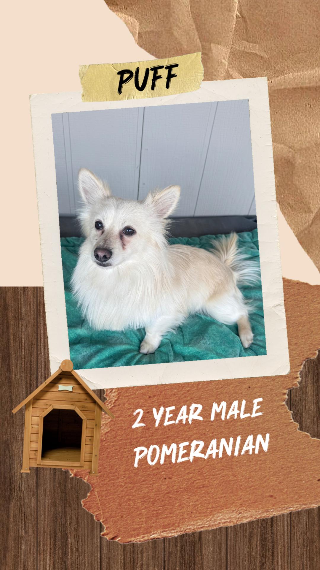 PUFF  – 2  YEAR OLD MALE POMERANIAN@ PETCO, 5011 E. RAY ROAD, PHX 85044 ON SATURDAY, FEB 7TH, 11–2PM, adopted, Adult Male Pomeranian.