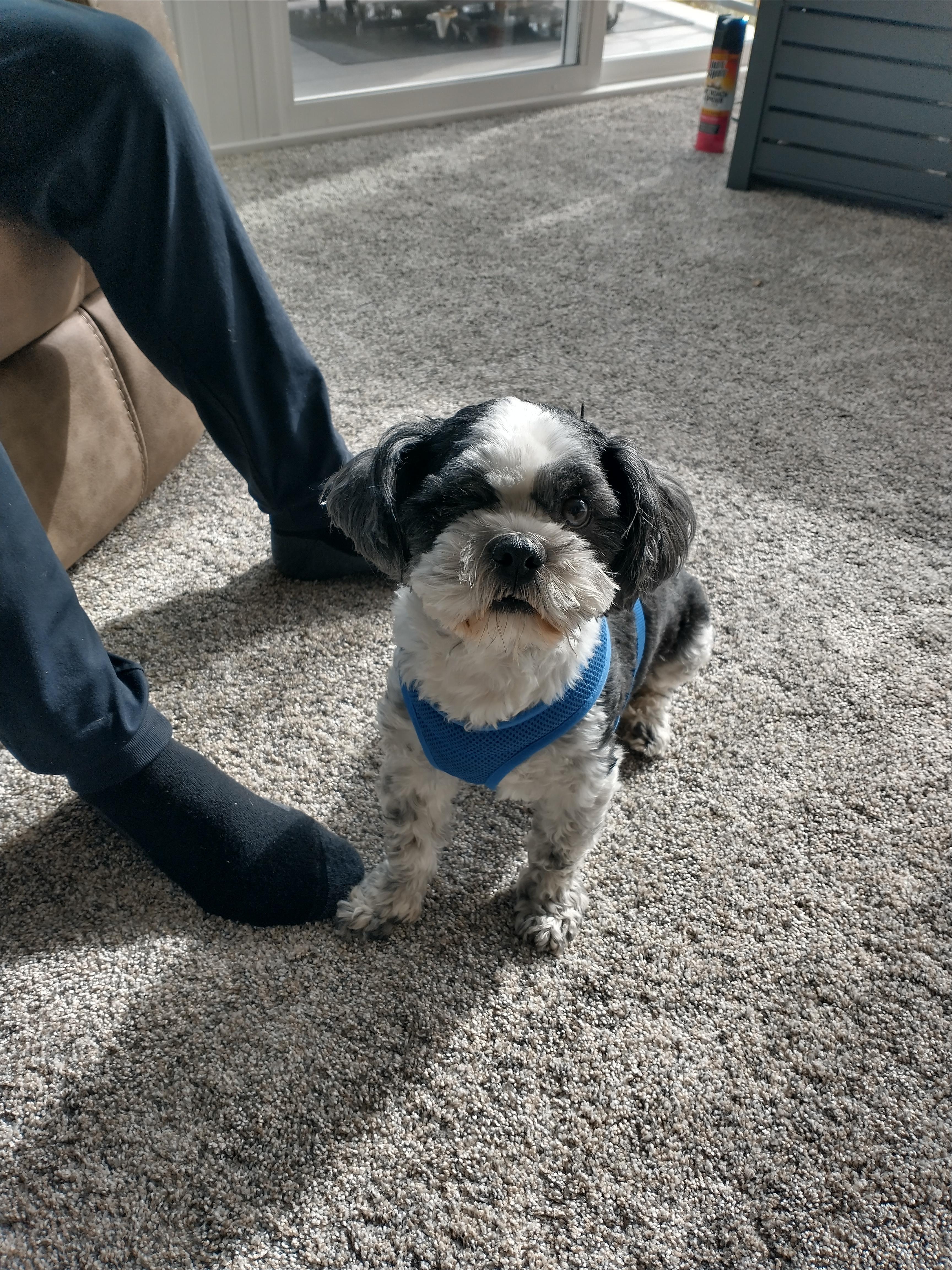 Enlarge Sammy , an adopted mixed breed in Brockport, NY image 1/2