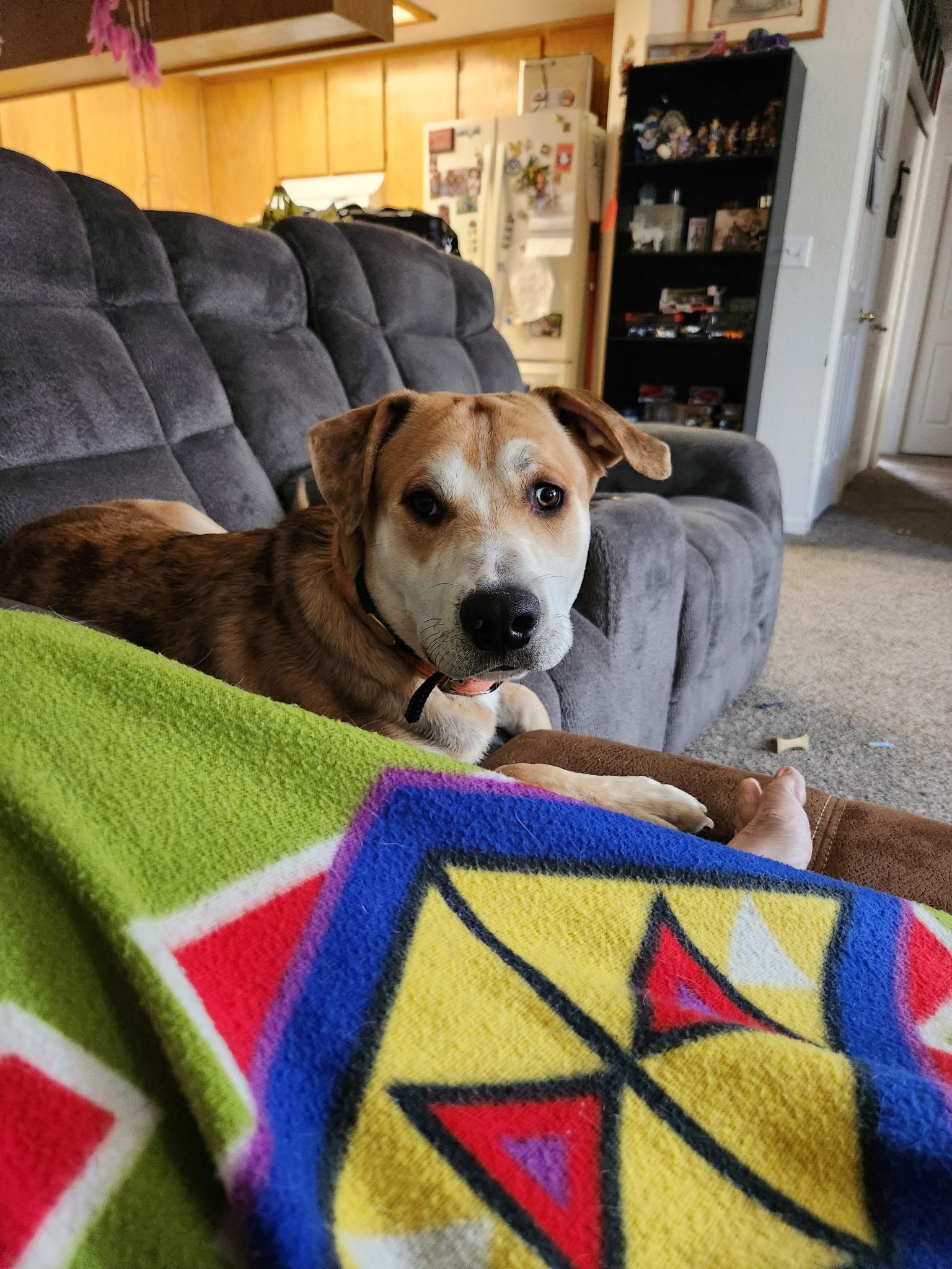 Magnum (Lassen Humane Curtesy Listing), Adoptable, Young Male American Staffordshire Terrier & Terrier.