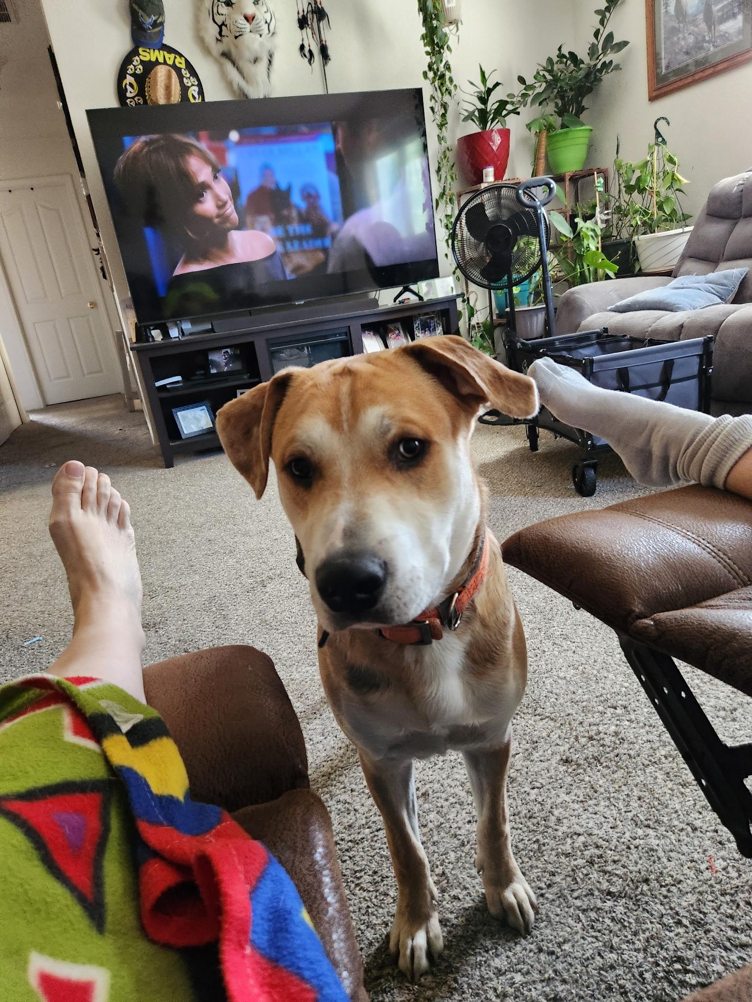 Magnum (Lassen Humane Curtesy Listing), a Adoptable mixed breed image 2/2