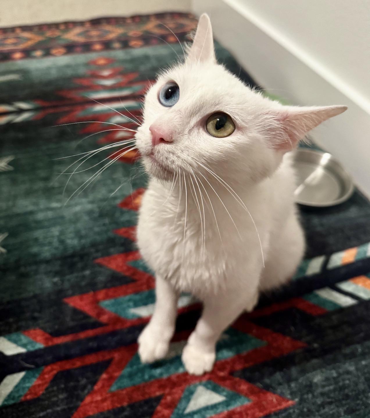 Amalthia “Thea” — a soft, little angel with eyes straight out of a fairy tale., an adoptable mixed breed in Austin, TX image 2/4