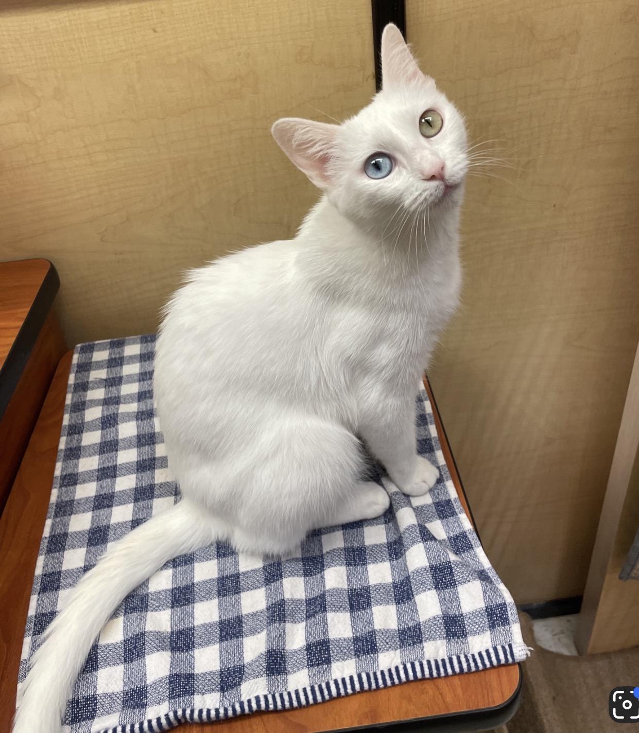 Amalthia “Thea” — a soft, little angel with eyes straight out of a fairy tale., an adoptable mixed breed in Austin, TX image 4/4