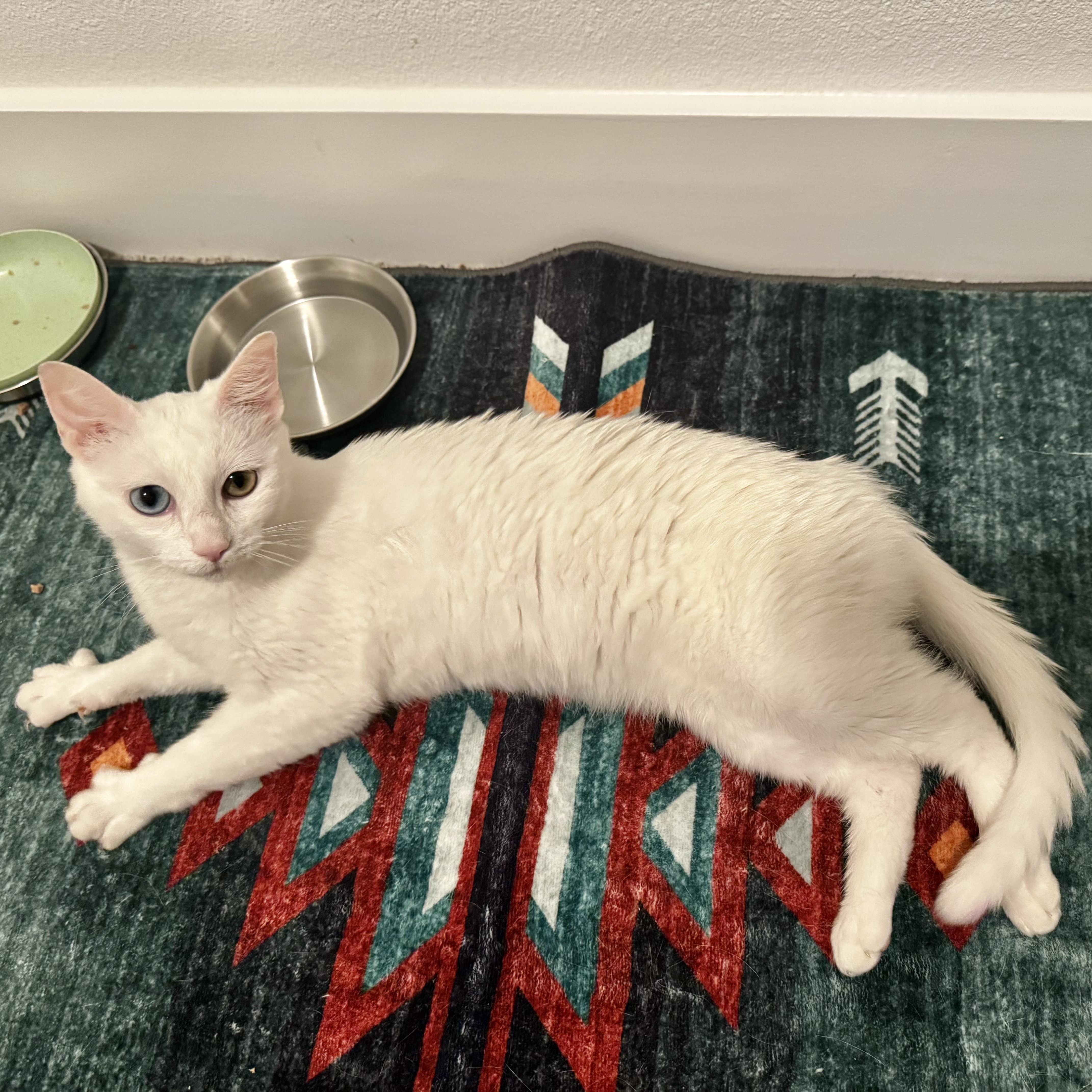 Amalthia “Thea” — a soft, little angel with eyes straight out of a fairy tale., an adoptable mixed breed in Austin, TX image 3/4