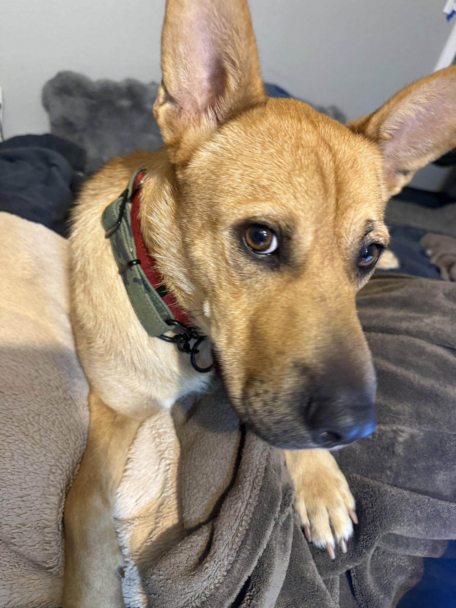 Enlarge Buster, a Adoptable Shepherd in Orange, CA image 1/2