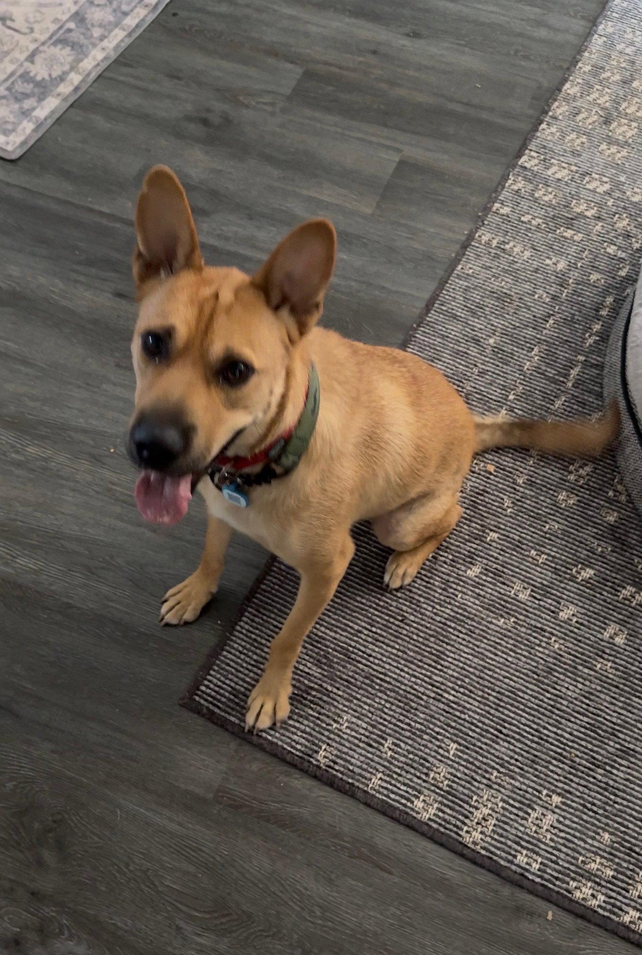 Enlarge Buster, a Adoptable Shepherd in Orange, CA image 2/2