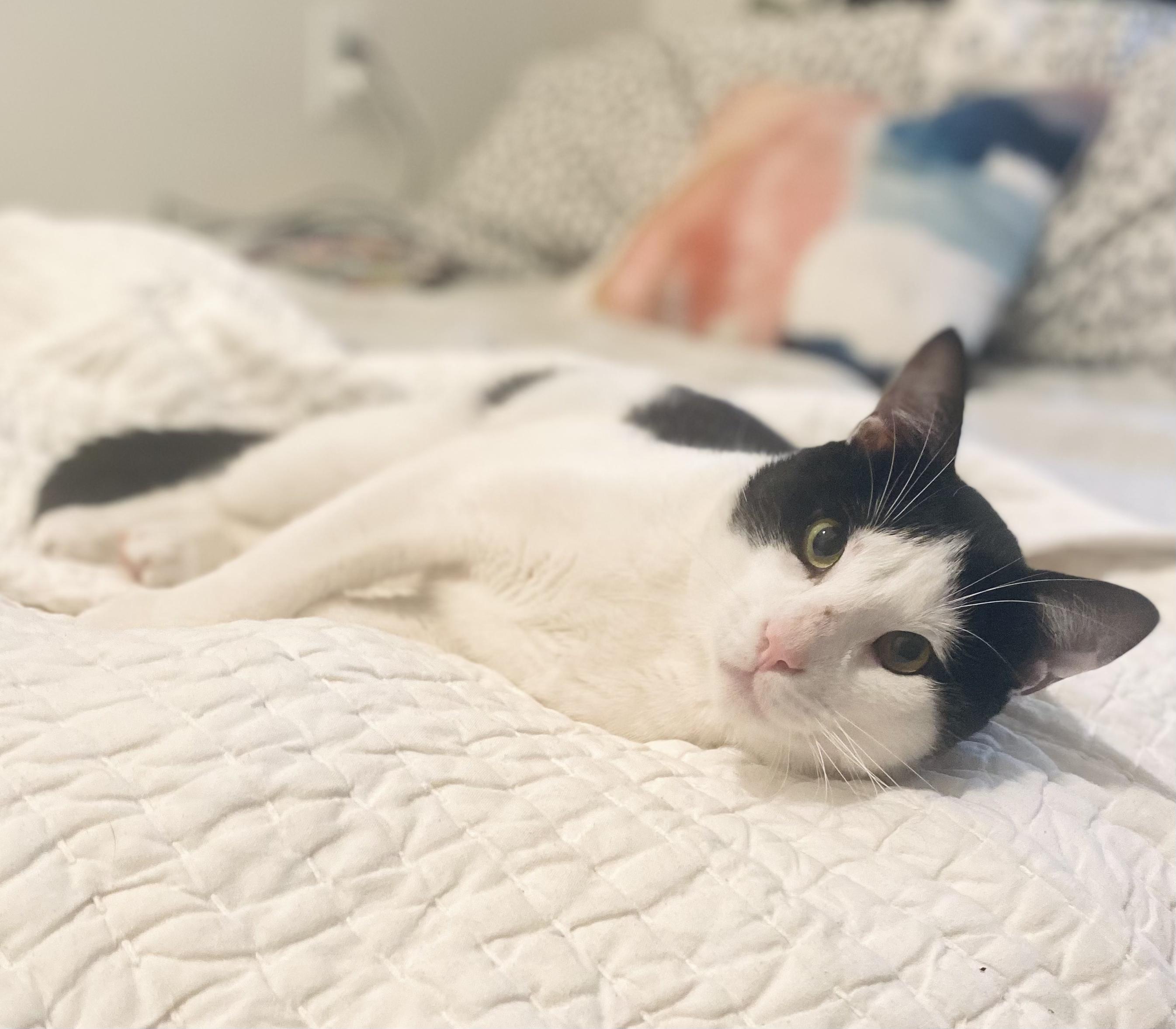 Enlarge Alejandro , a ADOPTABLE Domestic Short Hair in Brooklyn, NY image 3/5