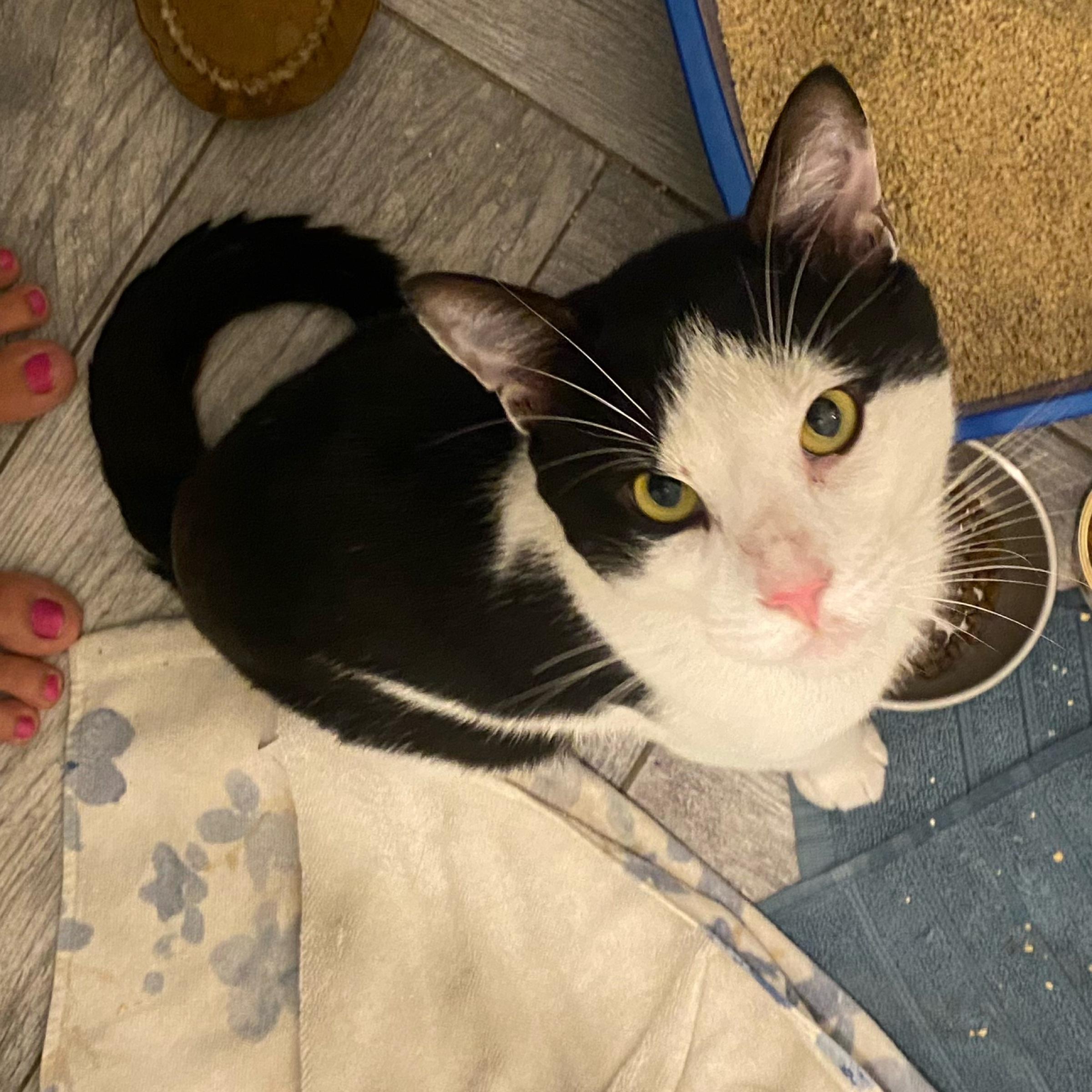 Enlarge Alejandro , a ADOPTABLE Domestic Short Hair in Brooklyn, NY image 4/5