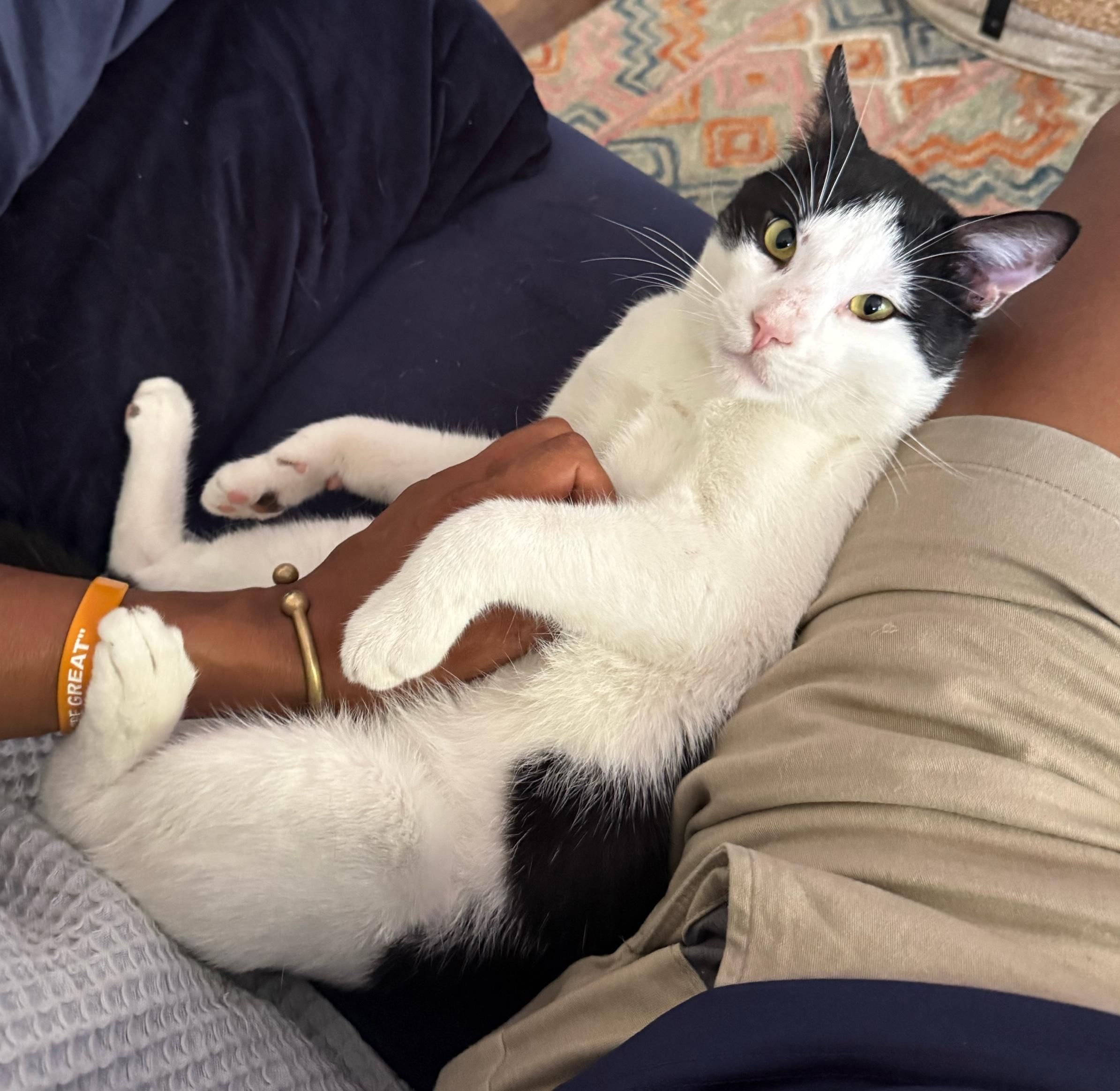 Alejandro , ADOPTABLE, Adult Male Domestic Short Hair.