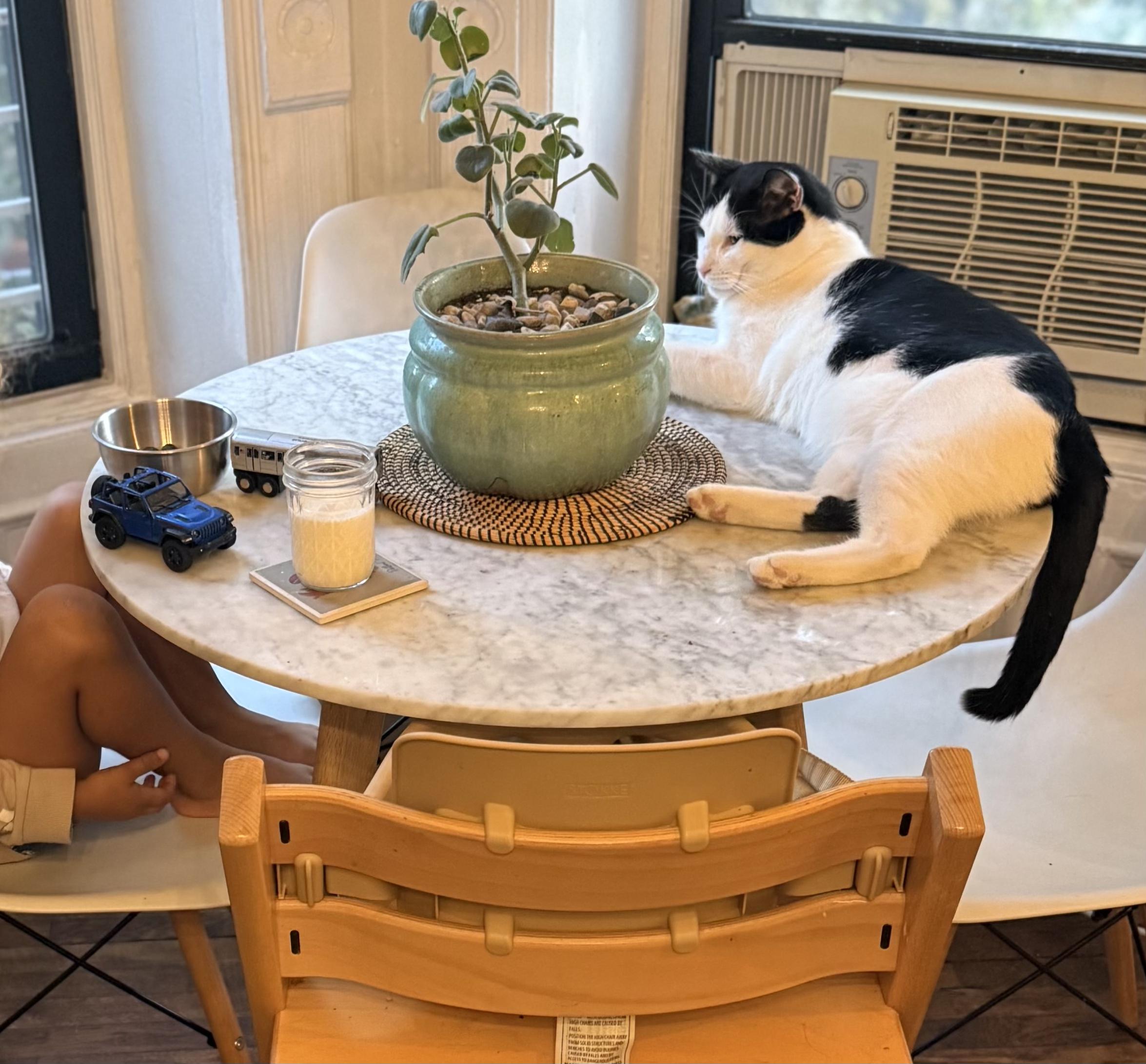 Enlarge Alejandro , a ADOPTABLE Domestic Short Hair in Brooklyn, NY image 5/5