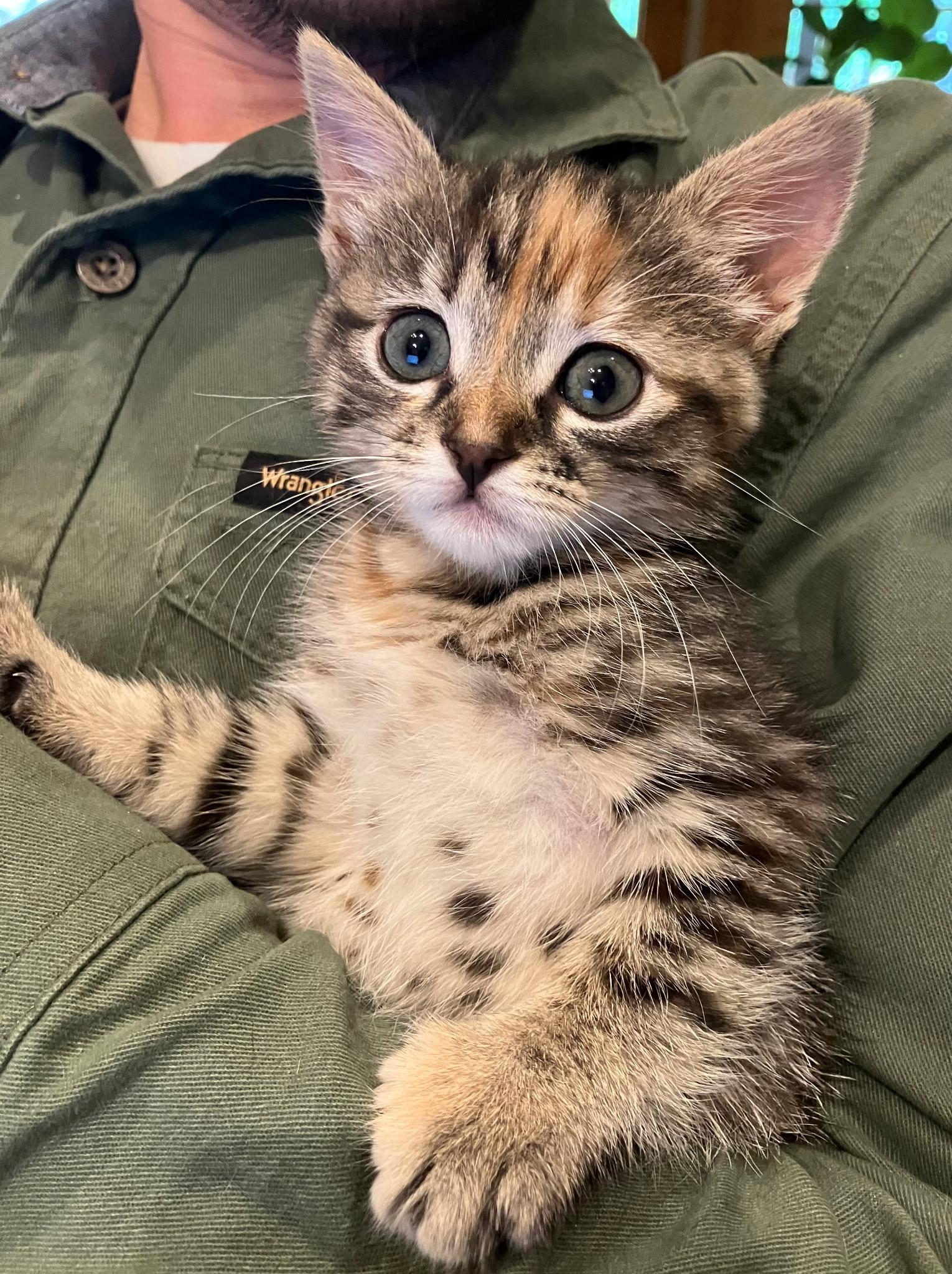 Dolly, Adoptable, Kitten Female Torbie.