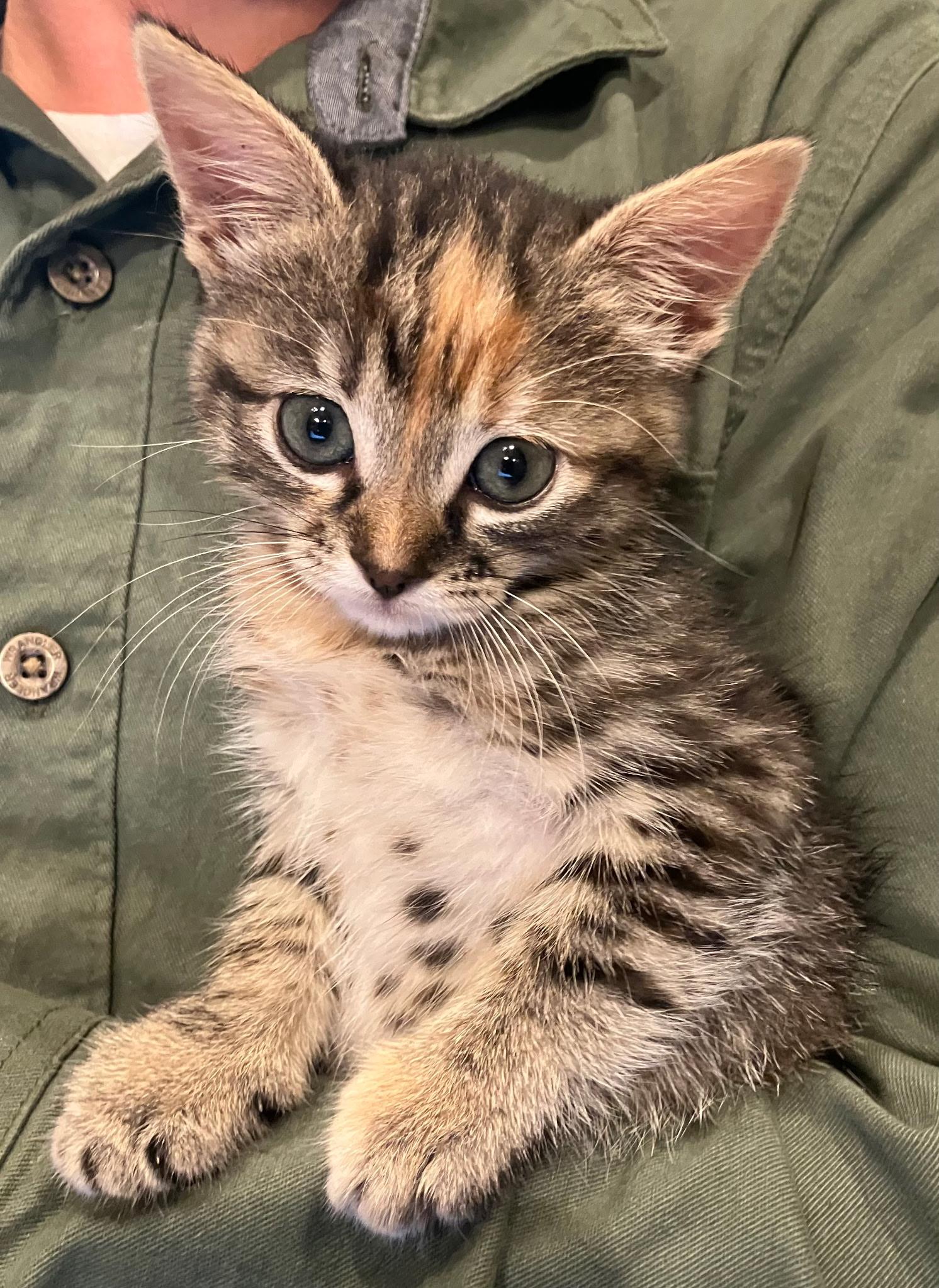 Enlarge Dolly, a Adoptable Torbie in Grand Prairie, TX image 2/2