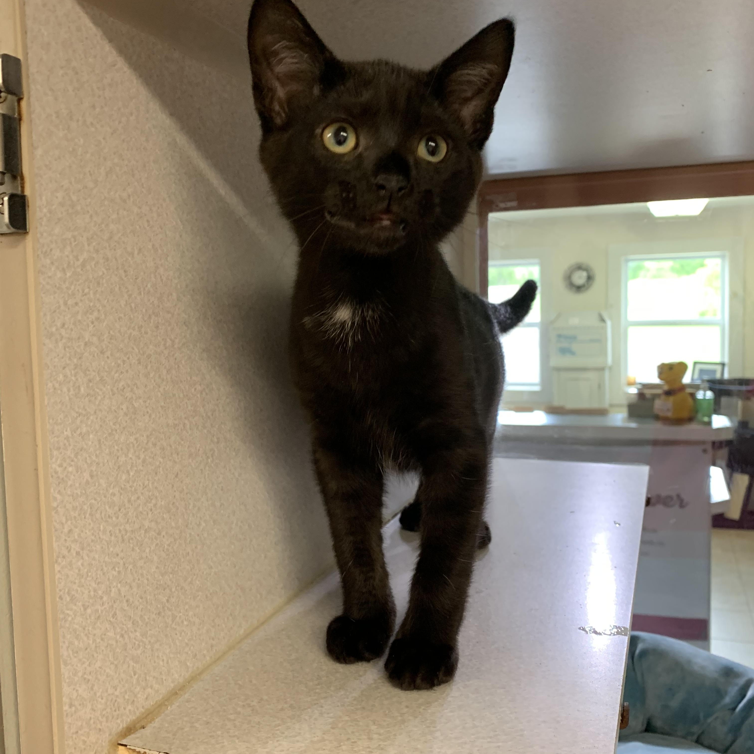 Enlarge Snickers, an adoptable mixed breed in Massena, NY image 3/3