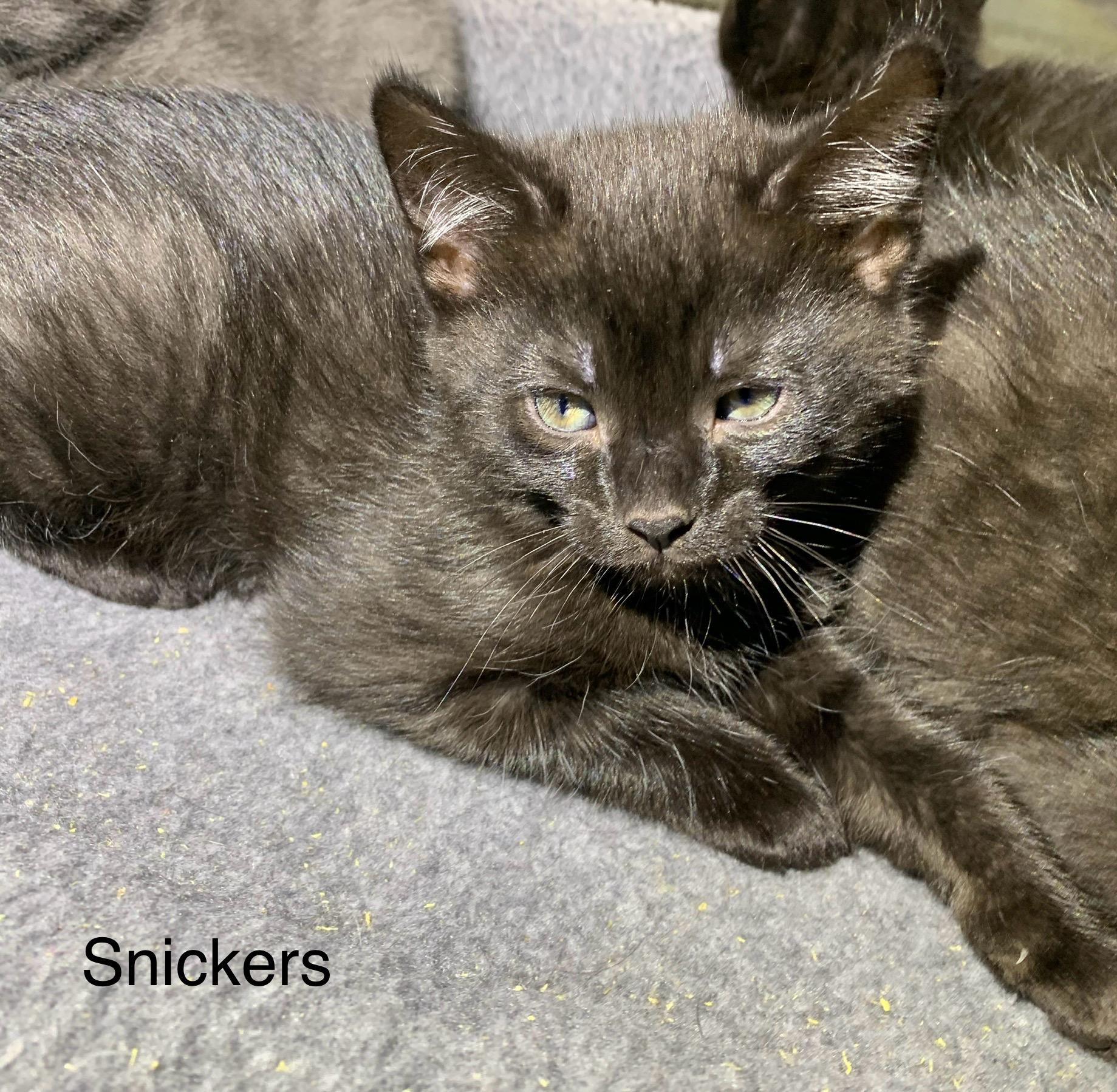 Snickers, adoptable, Kitten Male Domestic Short Hair.