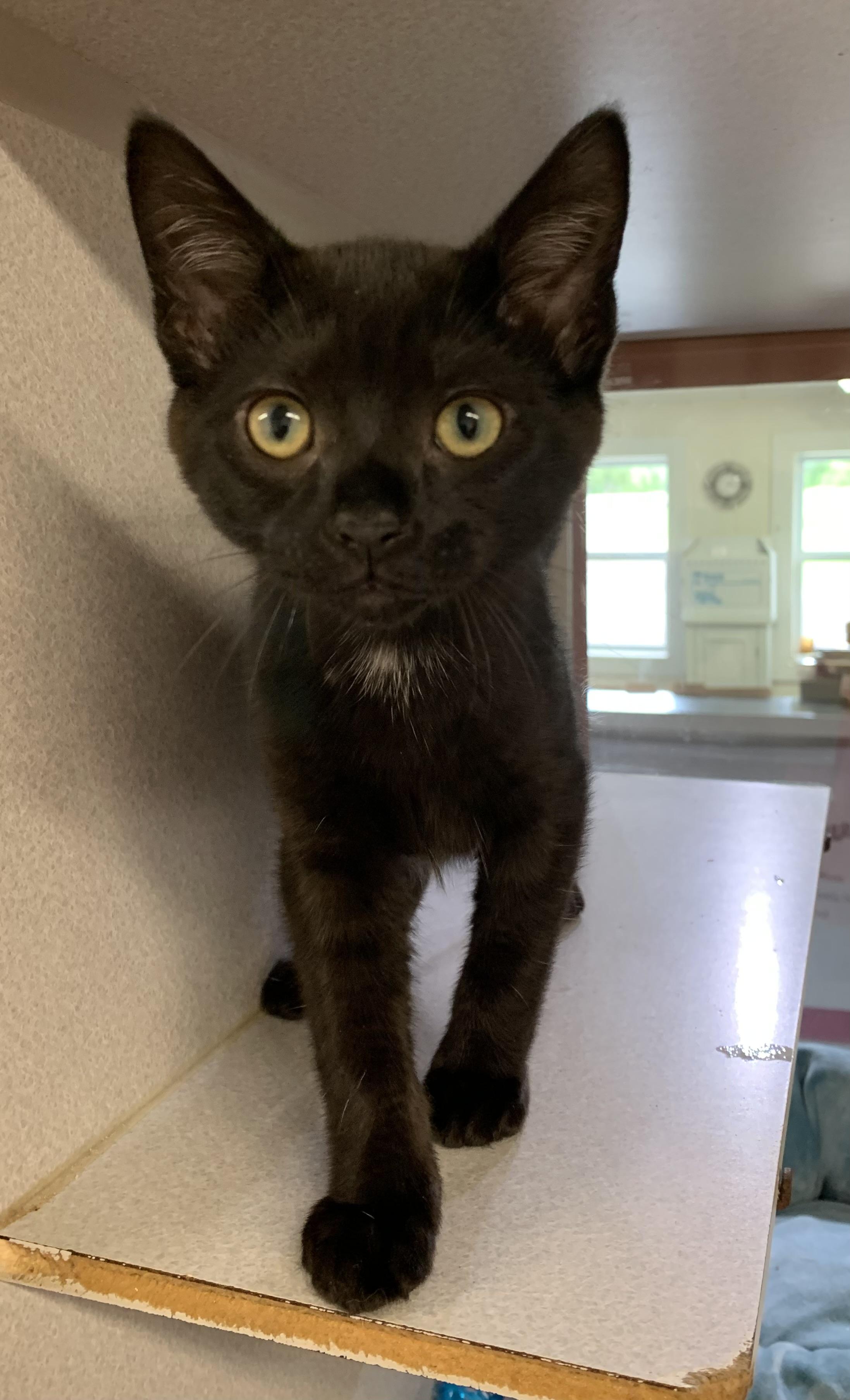 Snickers, adoptable, Kitten Male Domestic Short Hair.