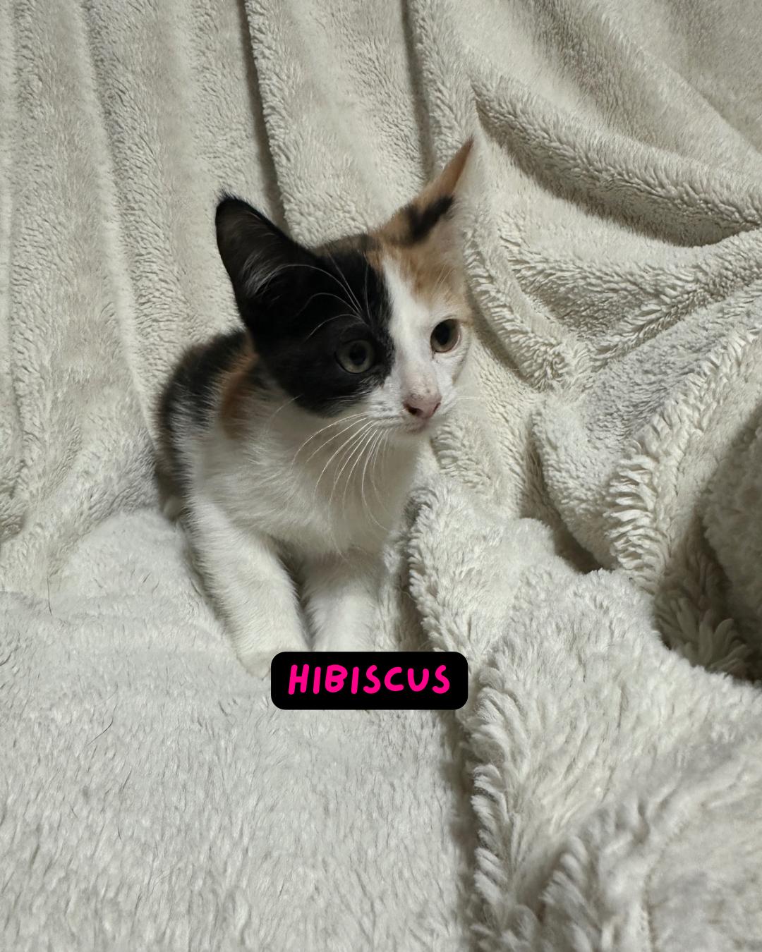 Hibiscus, Baby Female unknown