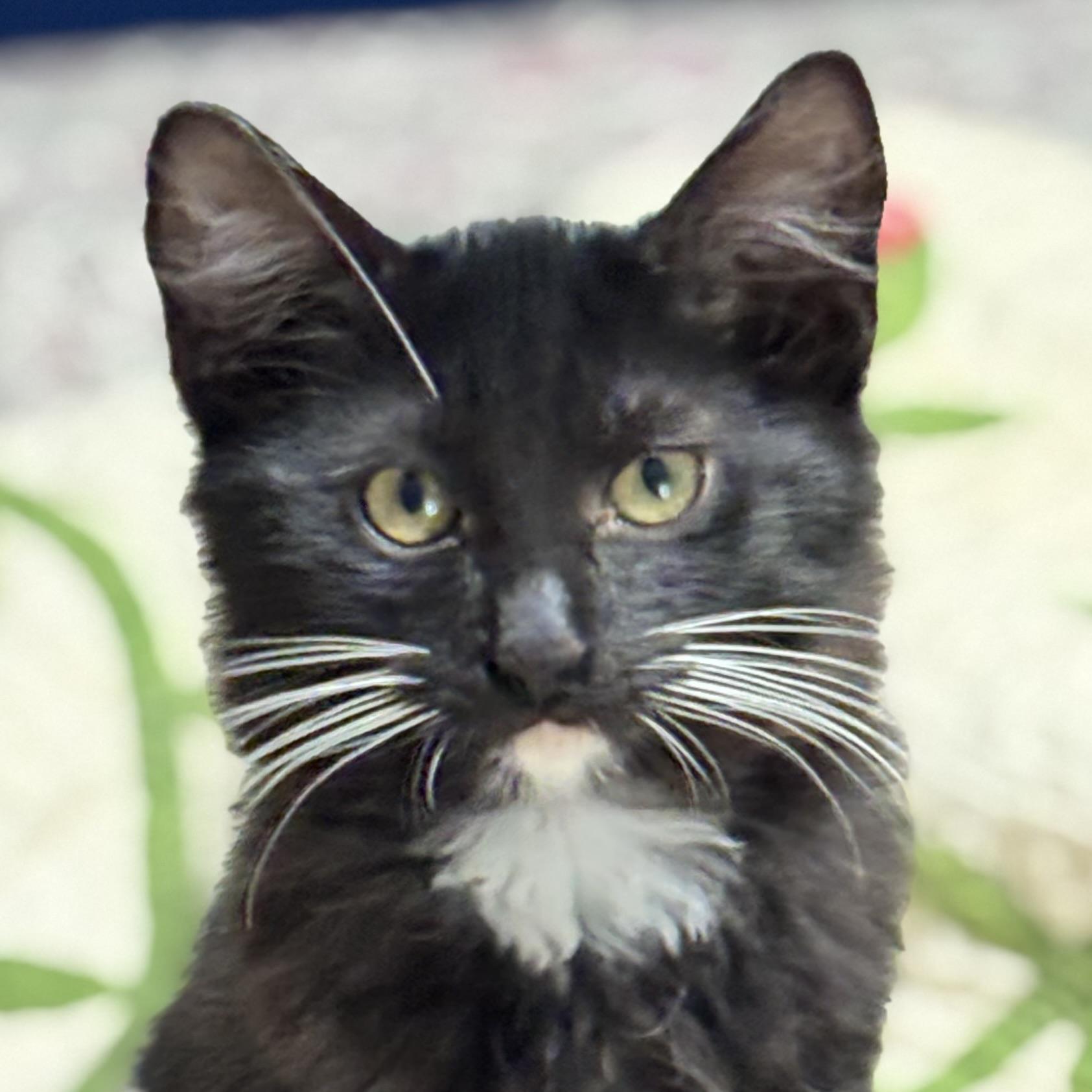 Enlarge Venus, a Adoptable Domestic Long Hair in DENVER, CO image 2/6