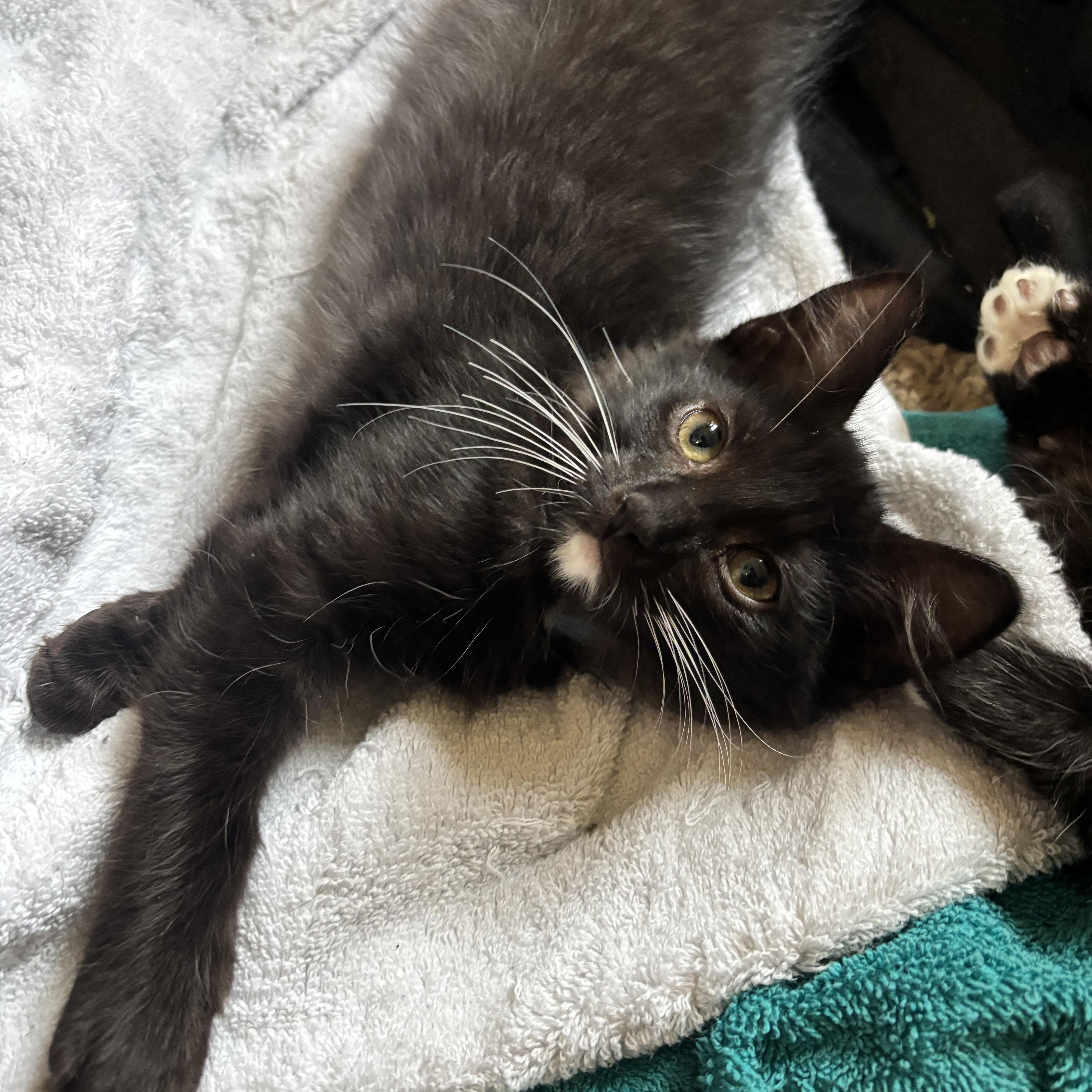 Enlarge Venus, a Adoptable Domestic Long Hair in DENVER, CO image 5/6