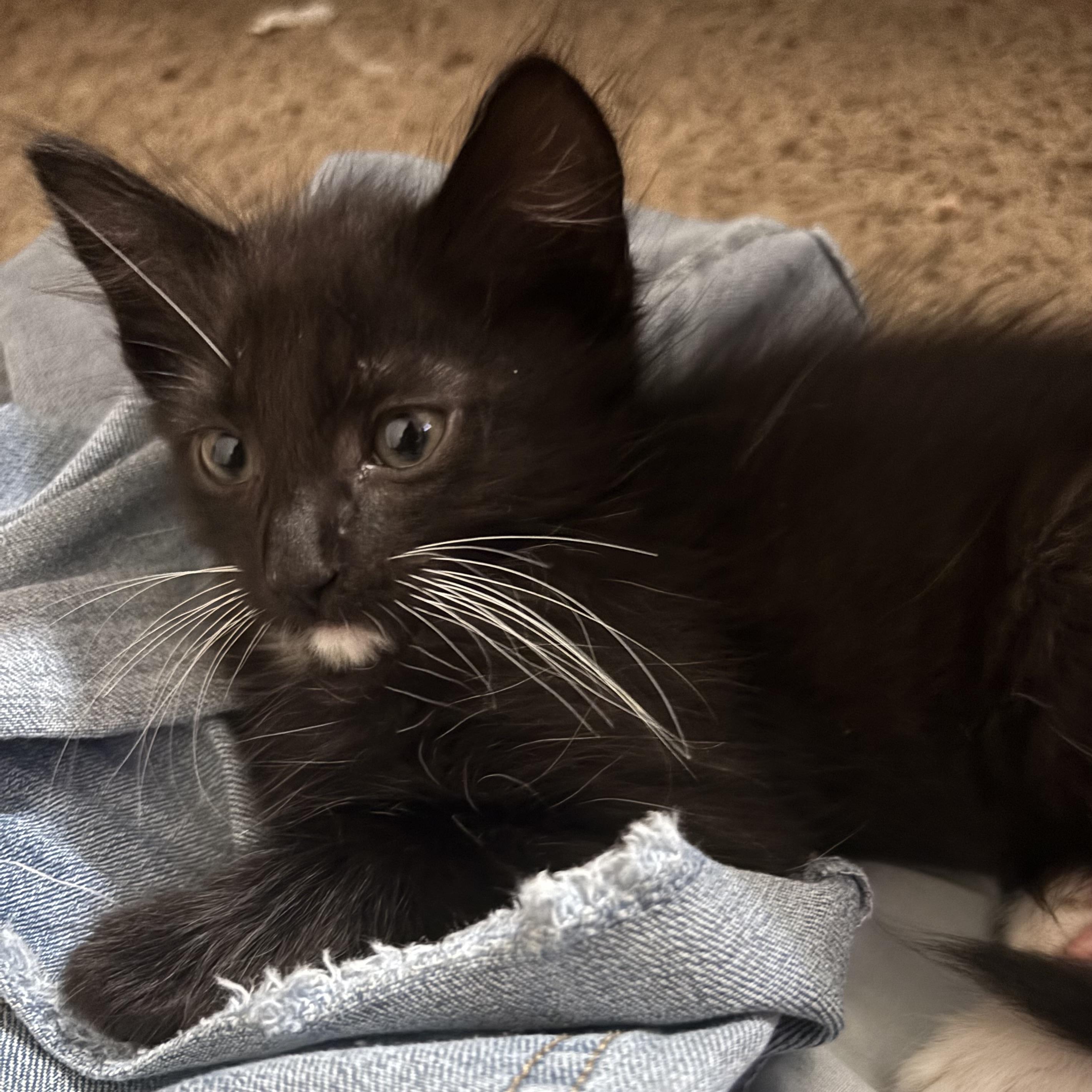 Enlarge Venus, a Adoptable Domestic Long Hair in DENVER, CO image 6/6