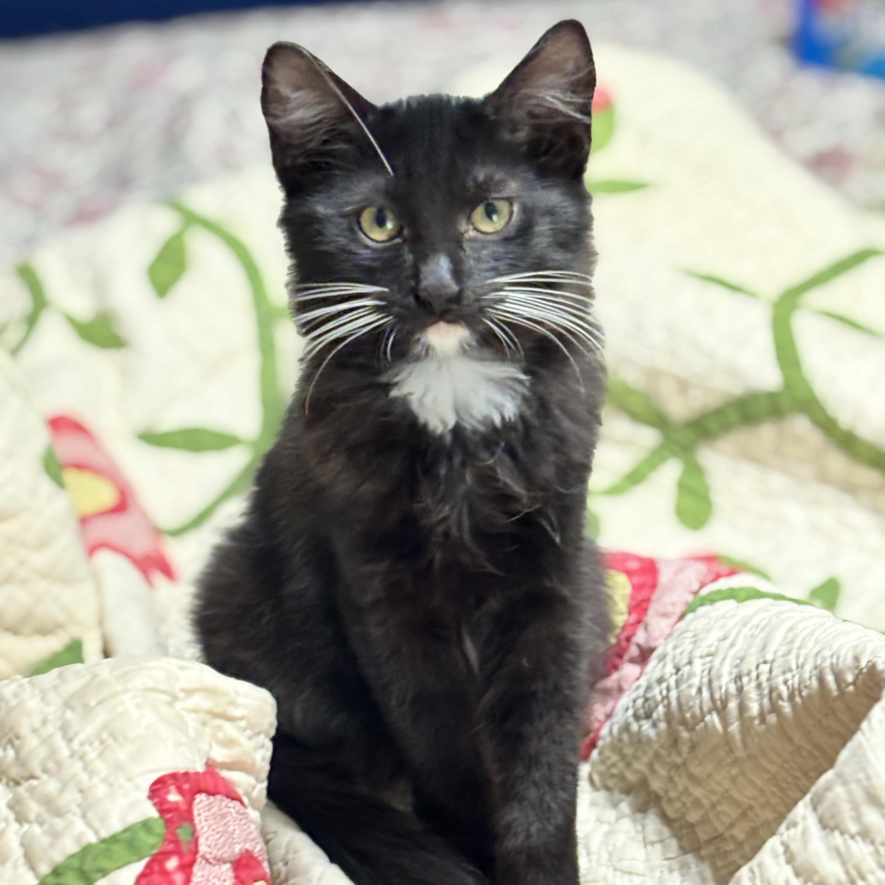 Venus, Adoptable, Kitten Male Domestic Long Hair.