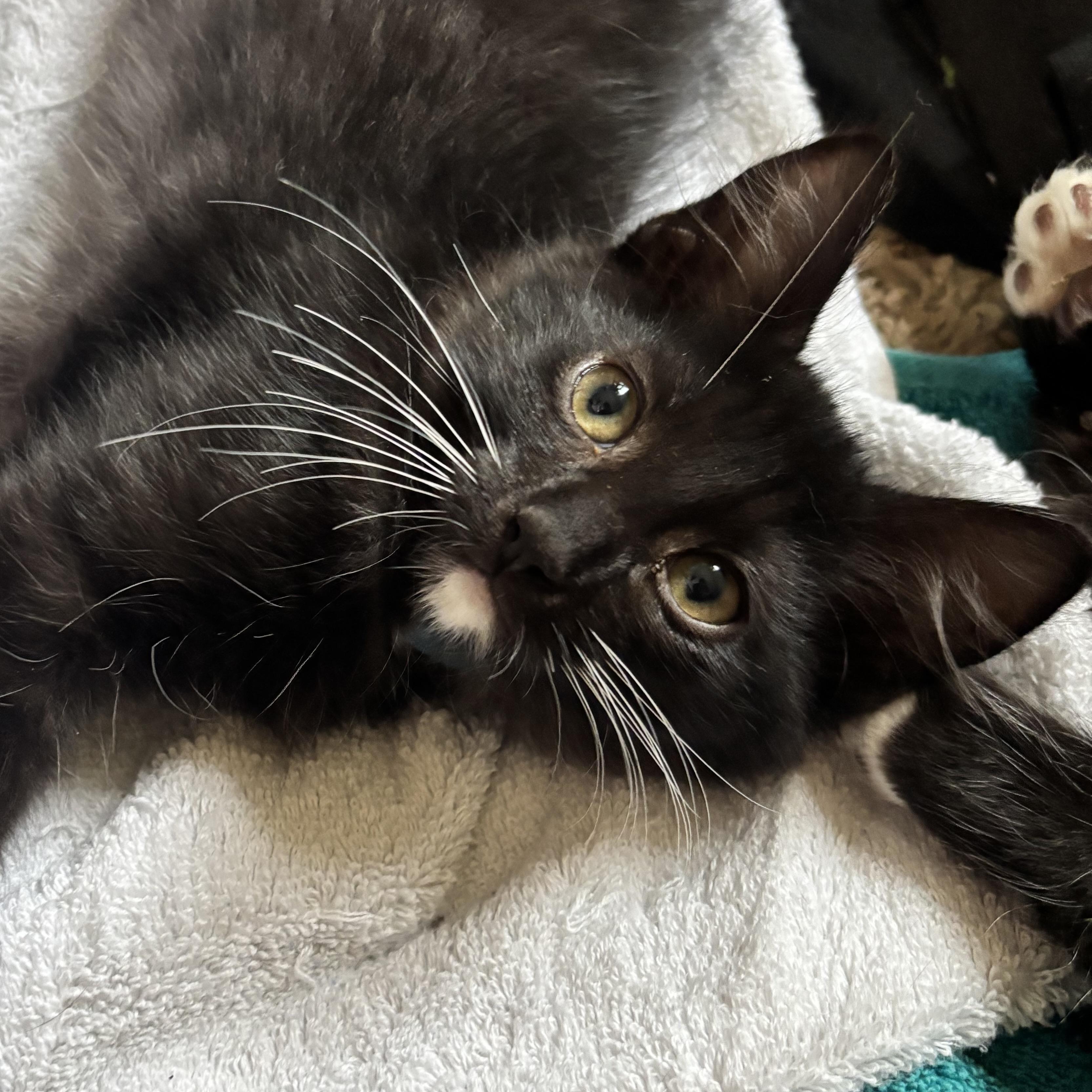 Enlarge Venus, a Adoptable Domestic Long Hair in DENVER, CO image 4/6