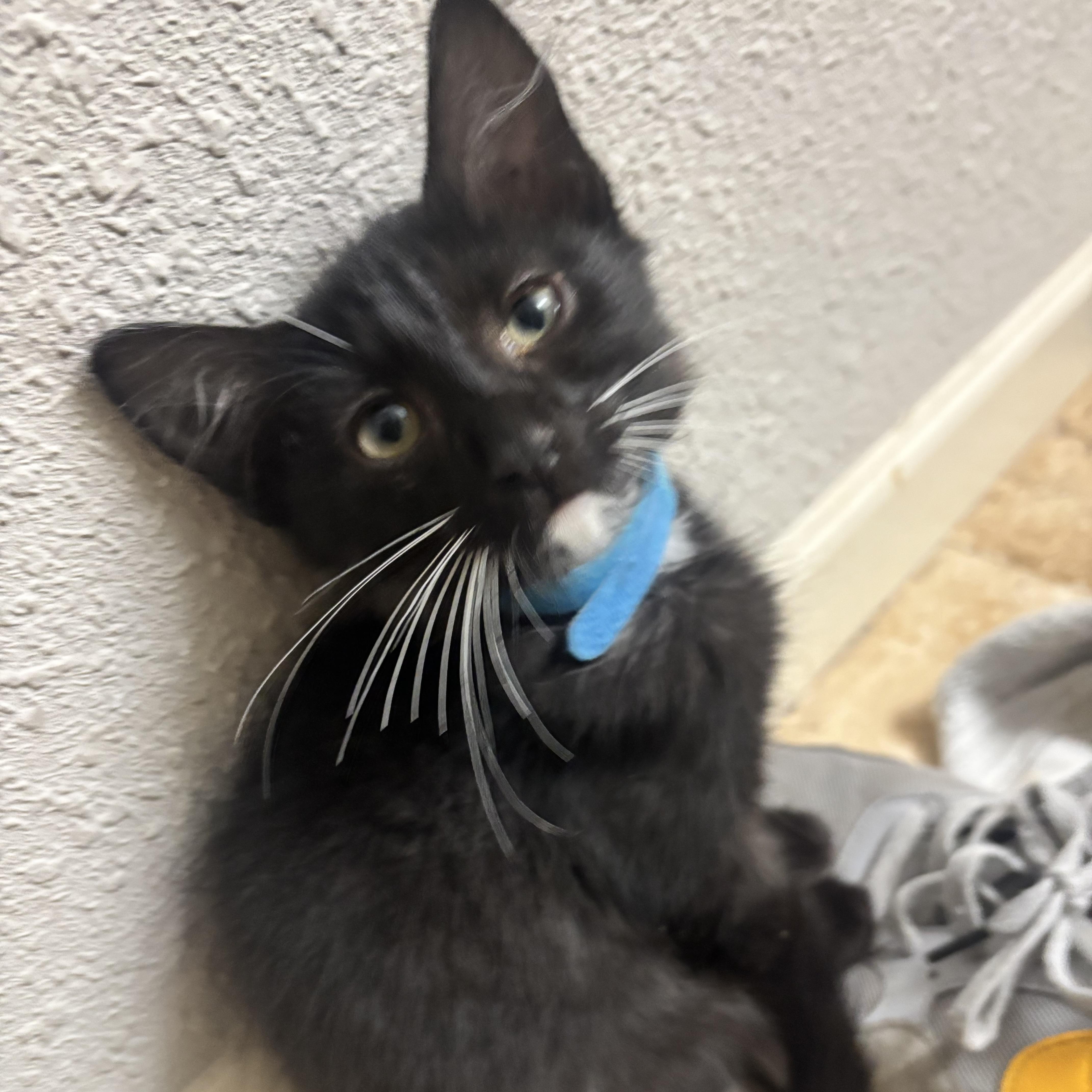 Enlarge Venus, a Adoptable Domestic Long Hair in DENVER, CO image 3/6