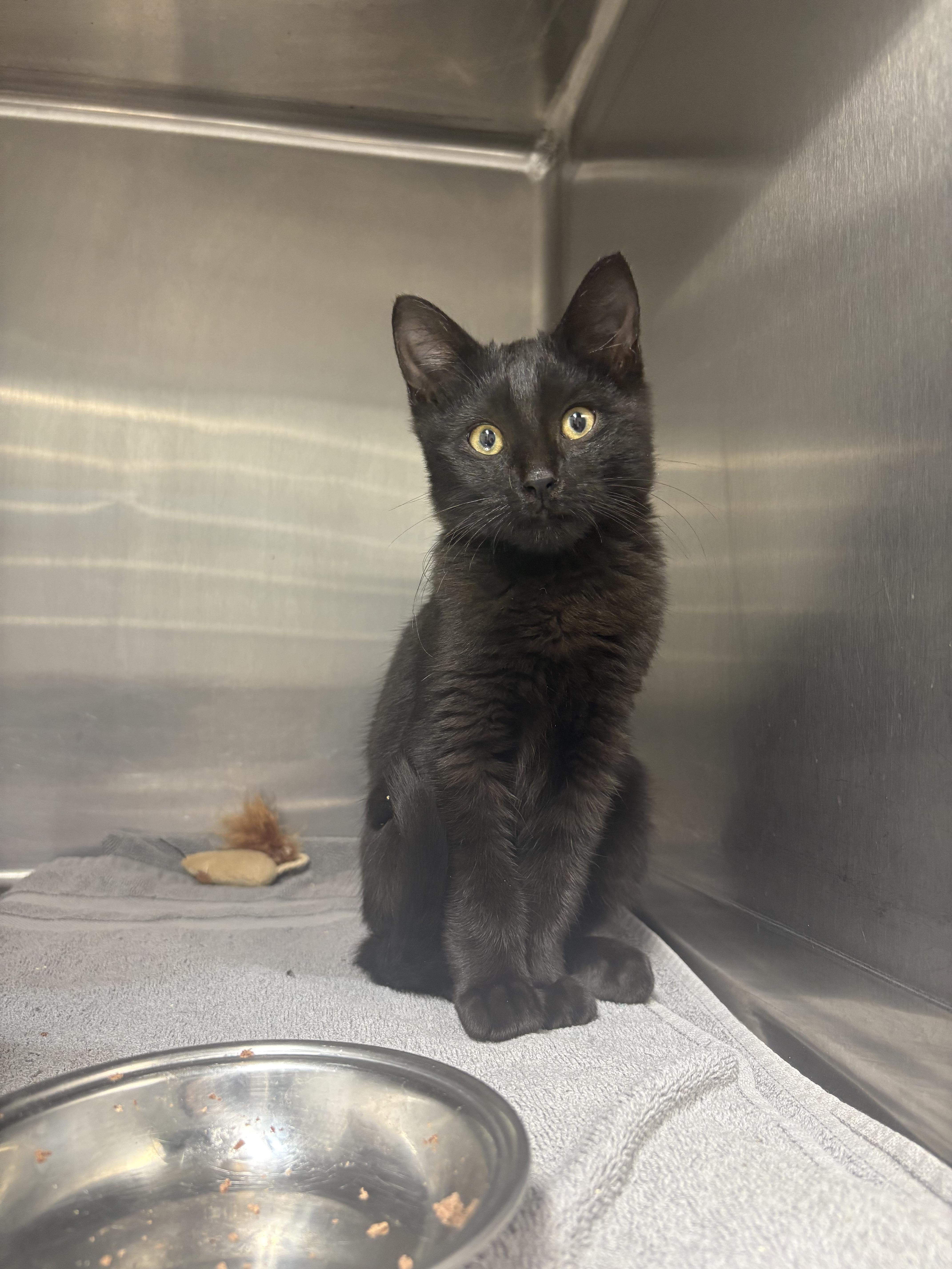 Stitch, Adoptable, Young Male Domestic Short Hair.