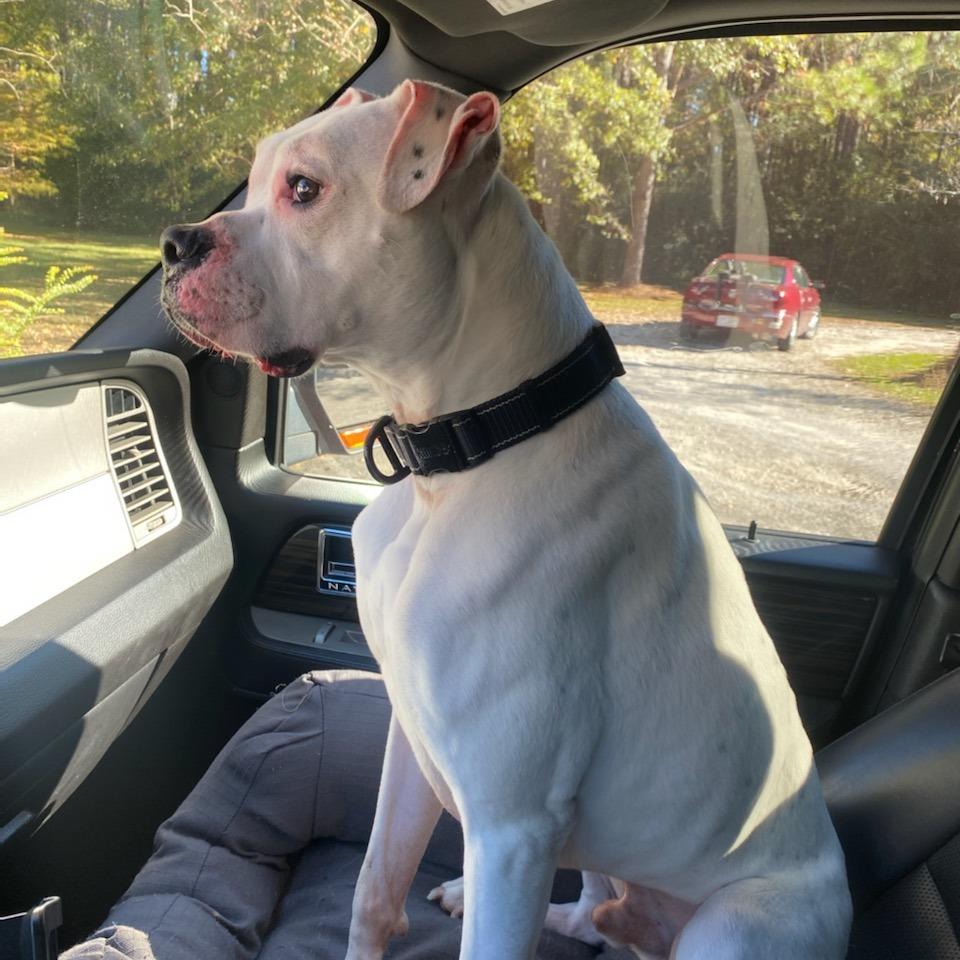 Canelo Boxer Dog