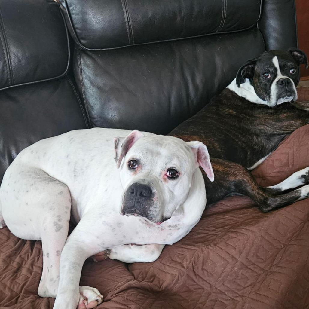 Canelo, Adoptable, Senior Male Boxer.