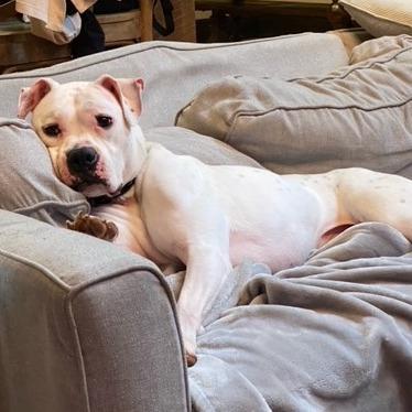 Canelo, a Adoptable Boxer in Tallahassee, FL image 3/6