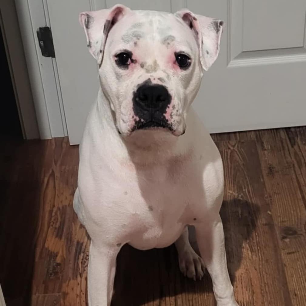 Canelo, a Adoptable Boxer in Tallahassee, FL image 4/6