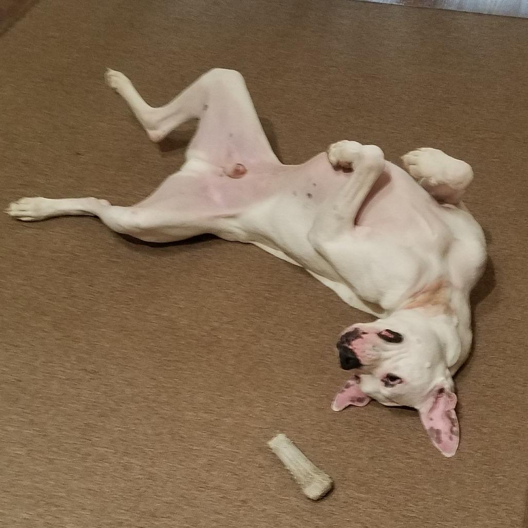 Canelo, a Adoptable Boxer in Tallahassee, FL image 5/6