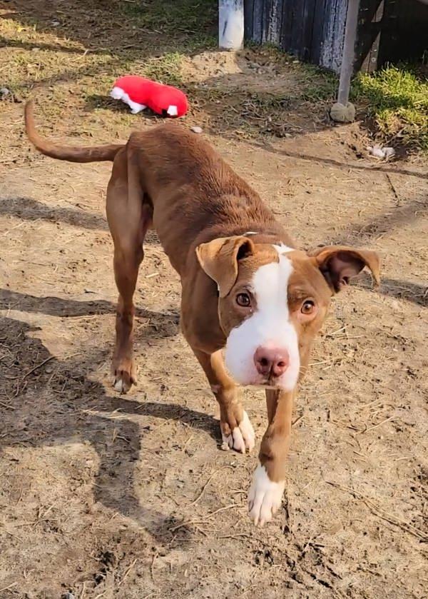 Maxio, Adoptable, Adult Male Pit Bull Terrier.