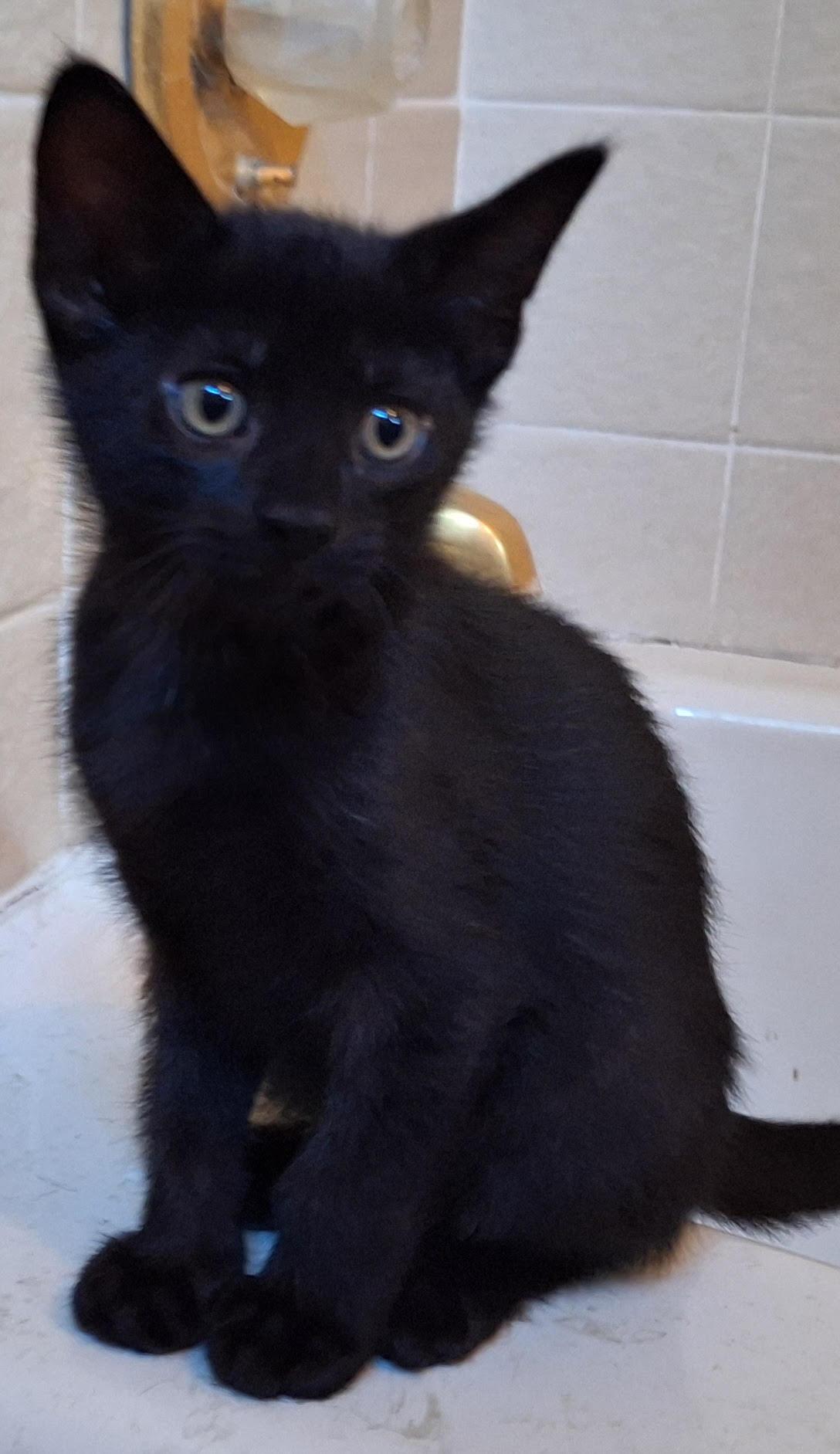 Echo (Sadie's Babes Litter), Baby Female unknown