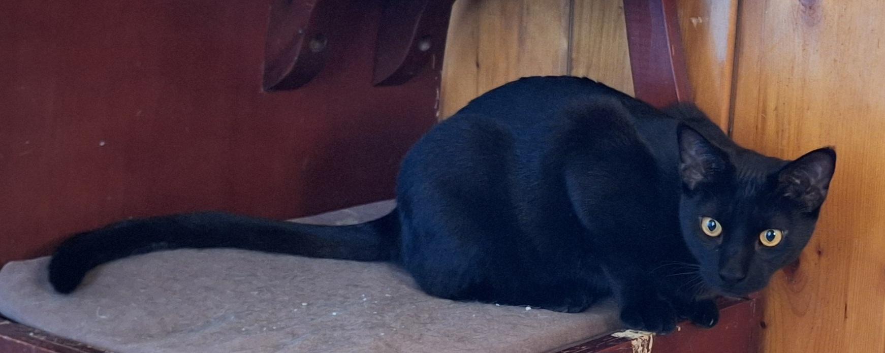 Echo (Sadie's Babes Litter), Adoptable, Kitten Female Domestic Short Hair.