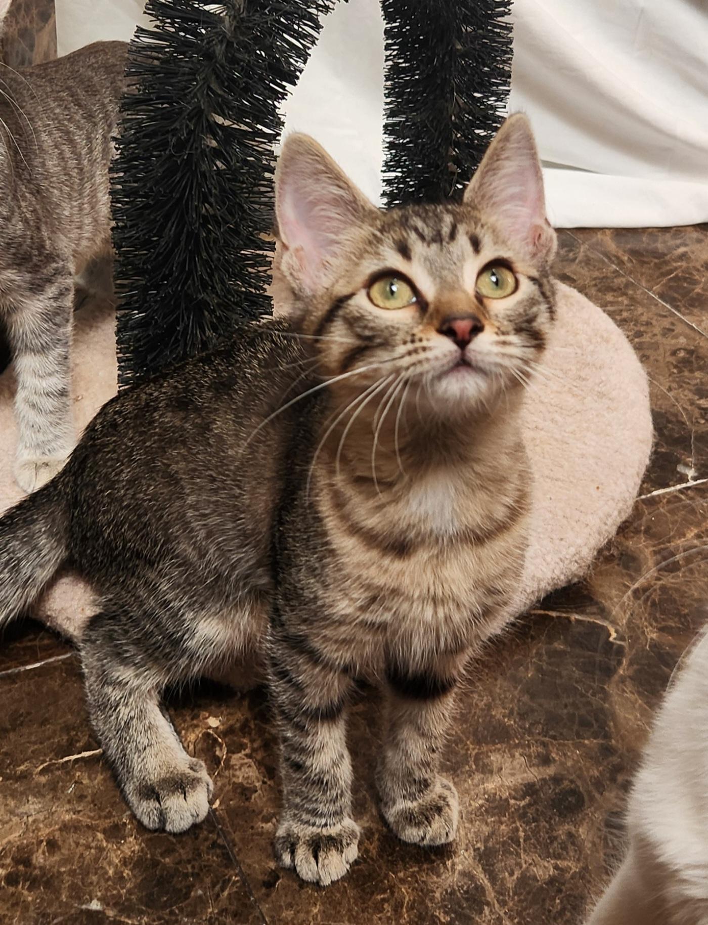 Wonder, Adoptable, Young Female Domestic Short Hair.