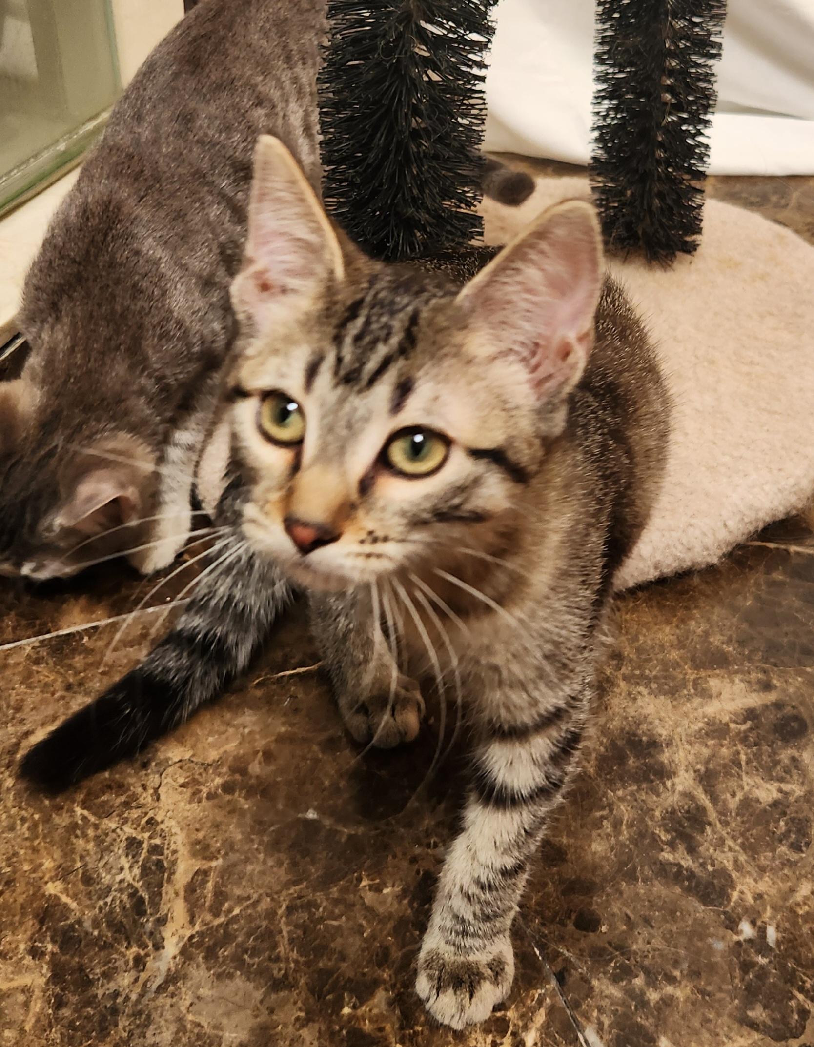 Enlarge Wonder, a Adoptable mixed breed in Oklahoma City, OK image 2/3