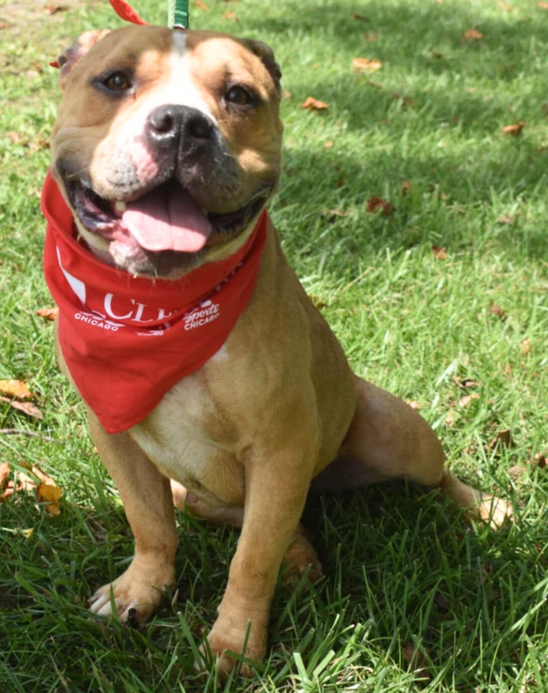 Enlarge Val, a Adoptable American Bully in Valparaiso, IN image 2/3