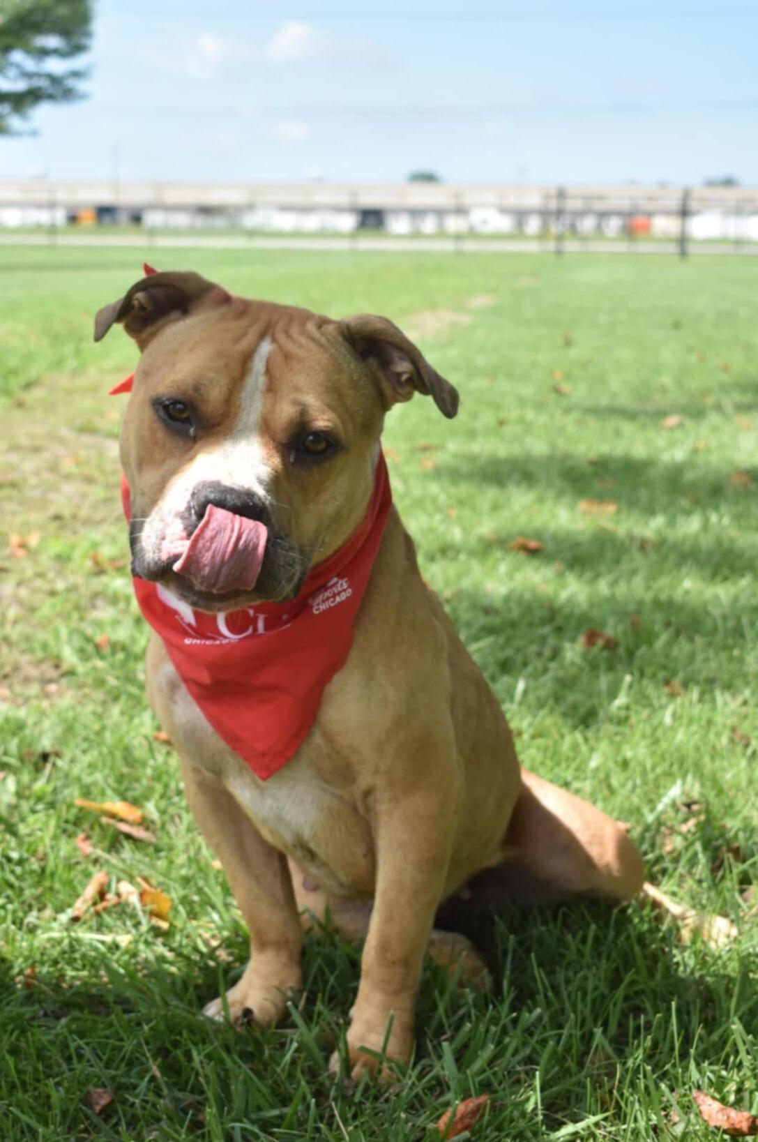 Enlarge Val, a Adoptable American Bully in Valparaiso, IN image 3/3