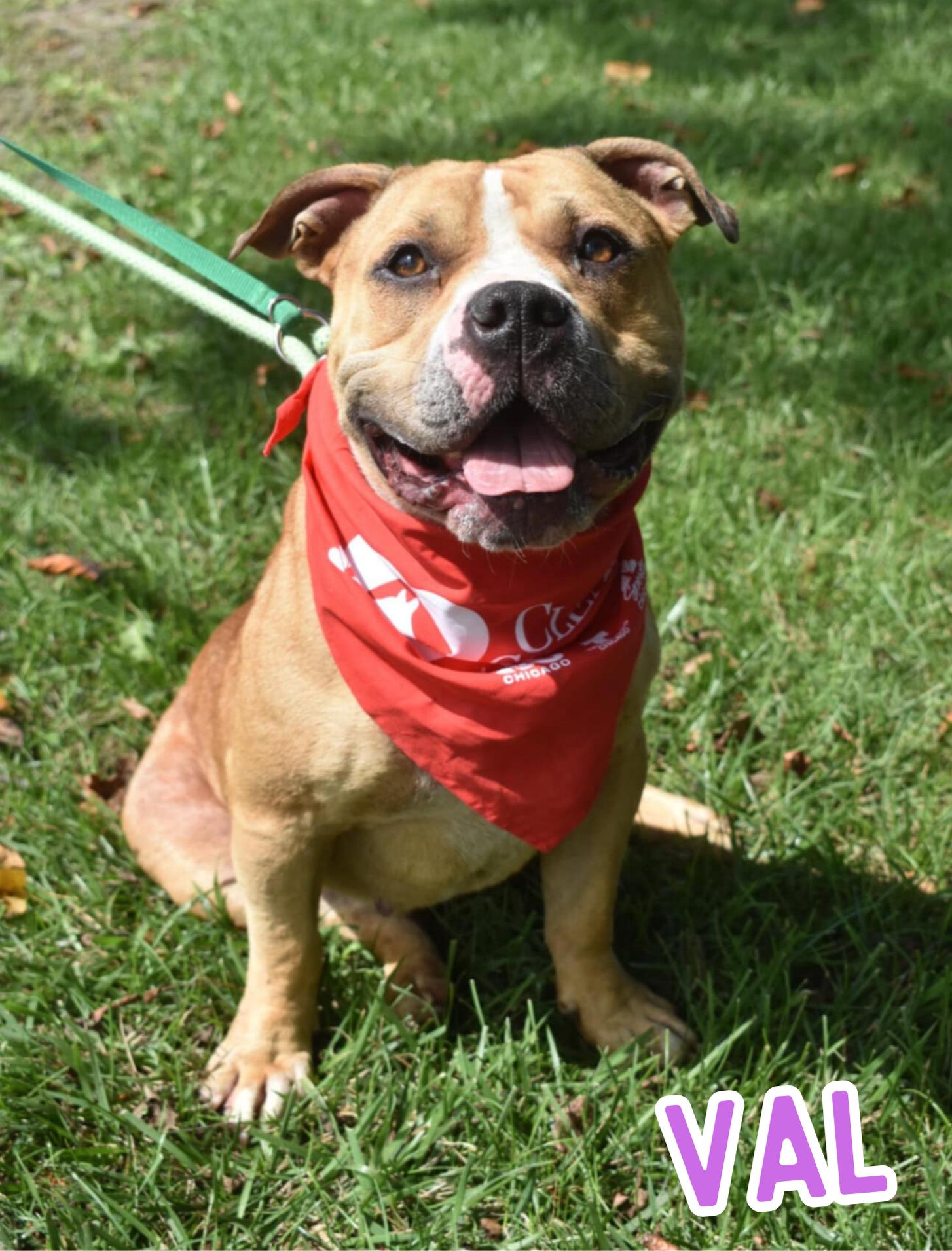 Enlarge Val, a Adoptable American Bully in Valparaiso, IN image 1/3