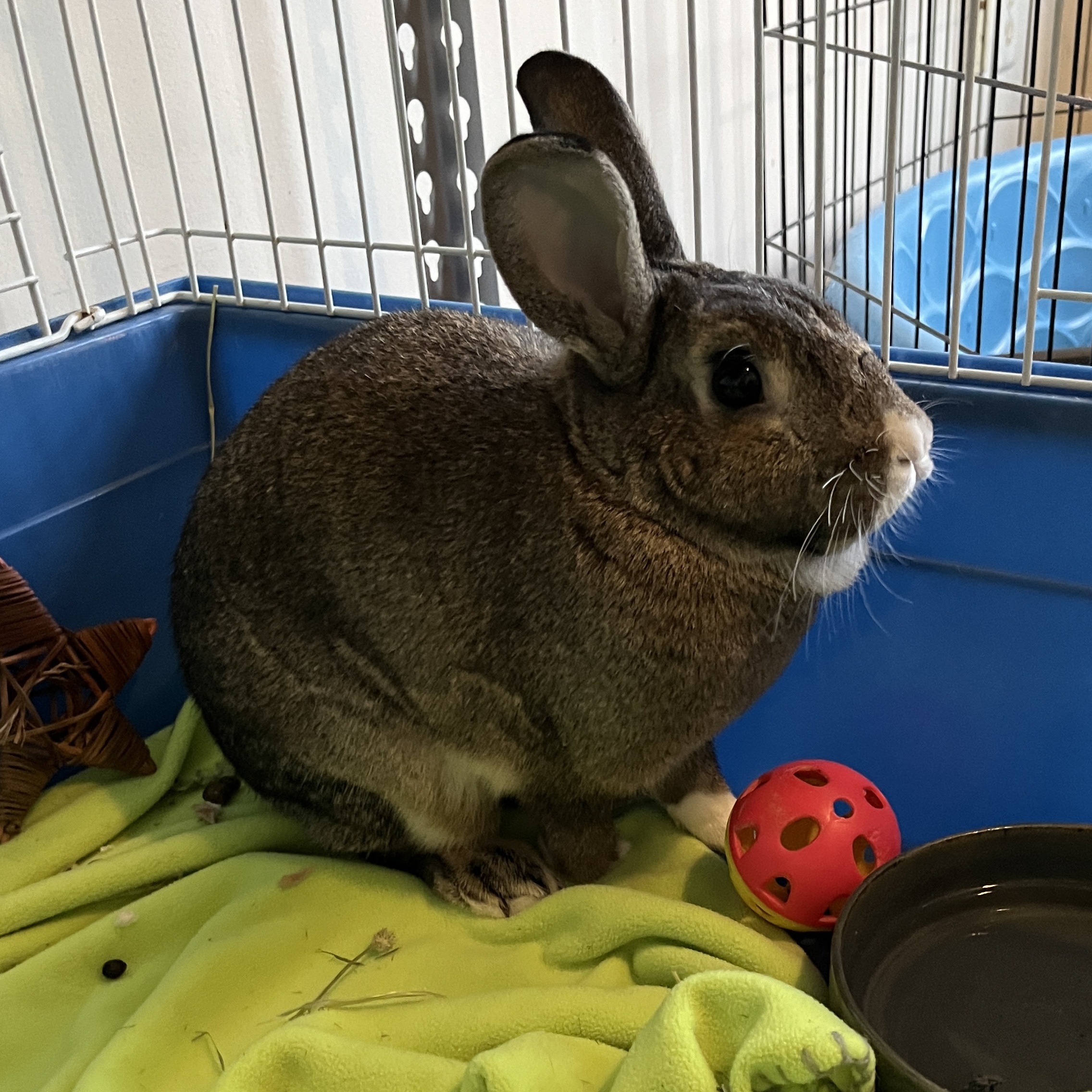 Karl (Bonded with Mabel), a Adoptable mixed breed in Columbia, MD image 1/6