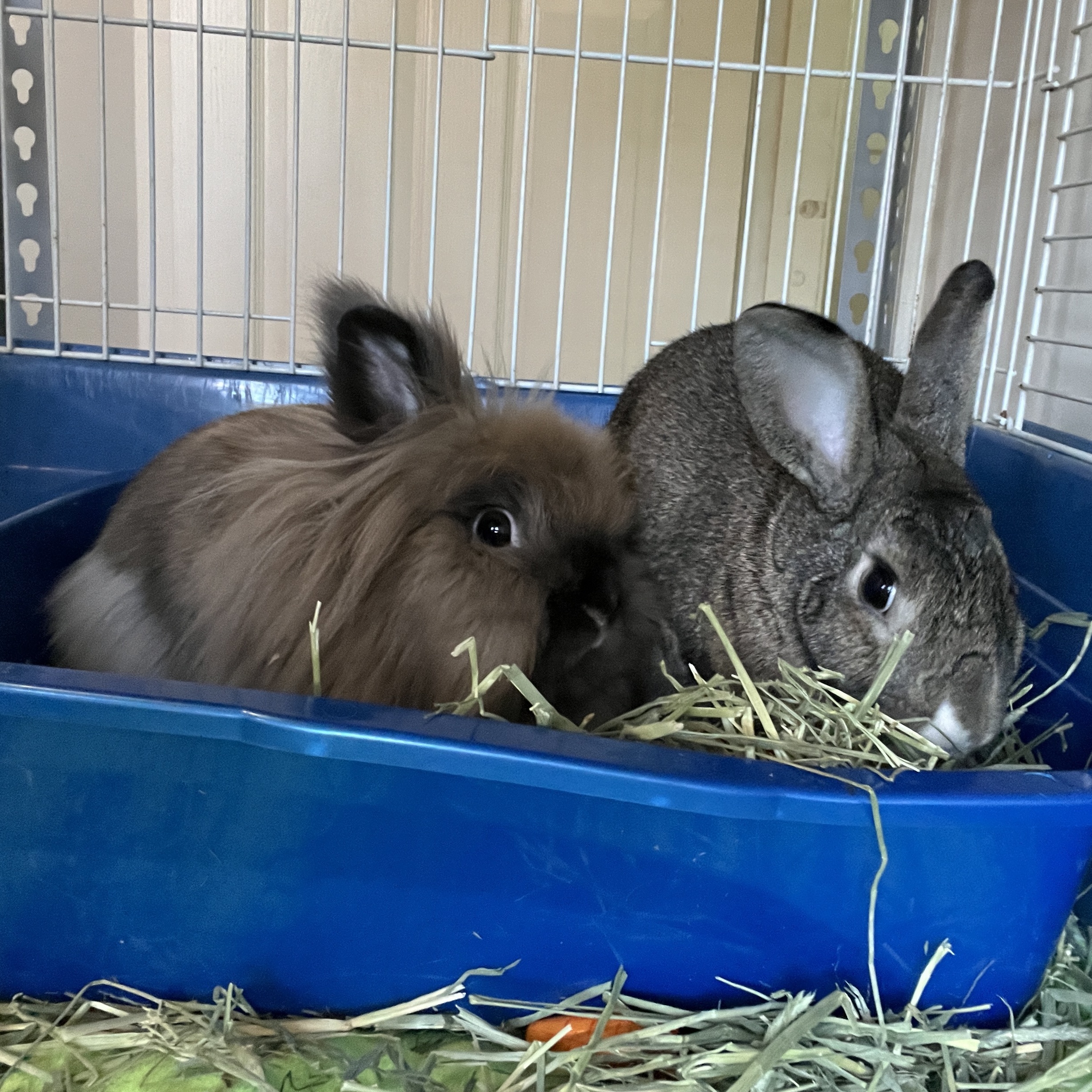 Karl (Bonded with Mabel), a Adoptable mixed breed in Columbia, MD image 2/6