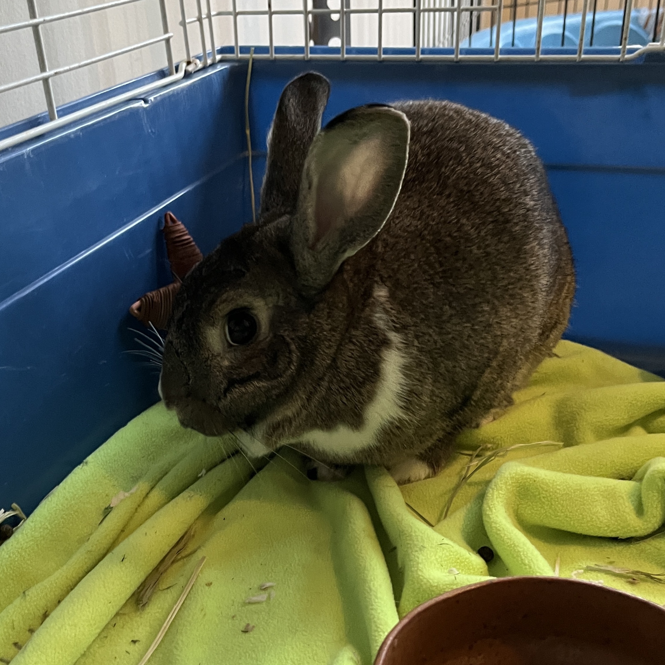 Karl (Bonded with Mabel), a Adoptable mixed breed in Columbia, MD image 3/6