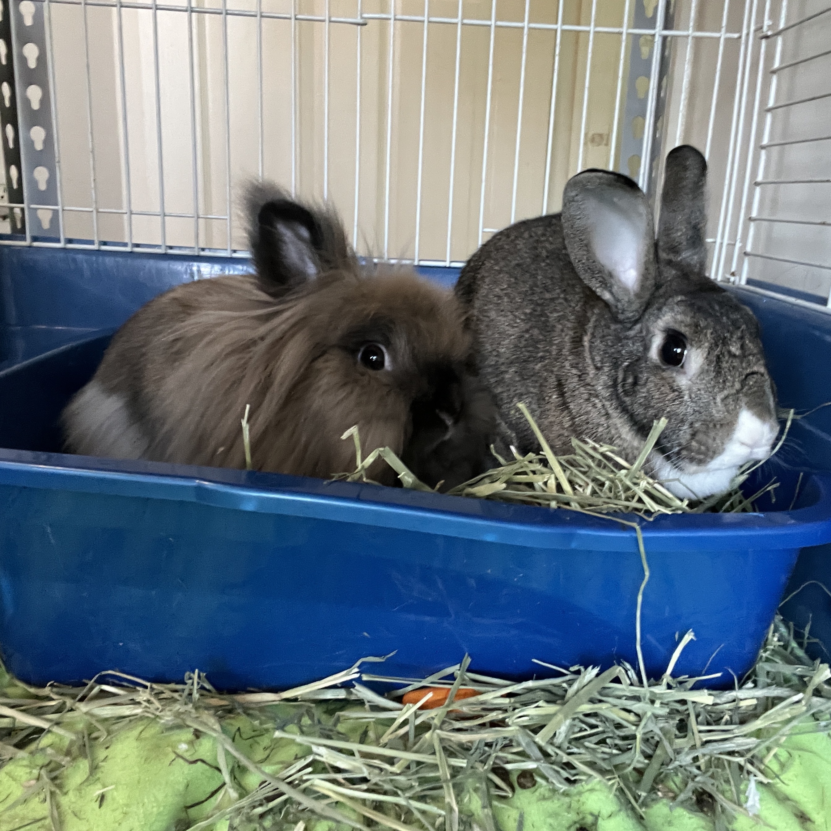 Karl (Bonded with Mabel), a Adoptable mixed breed in Columbia, MD image 4/6