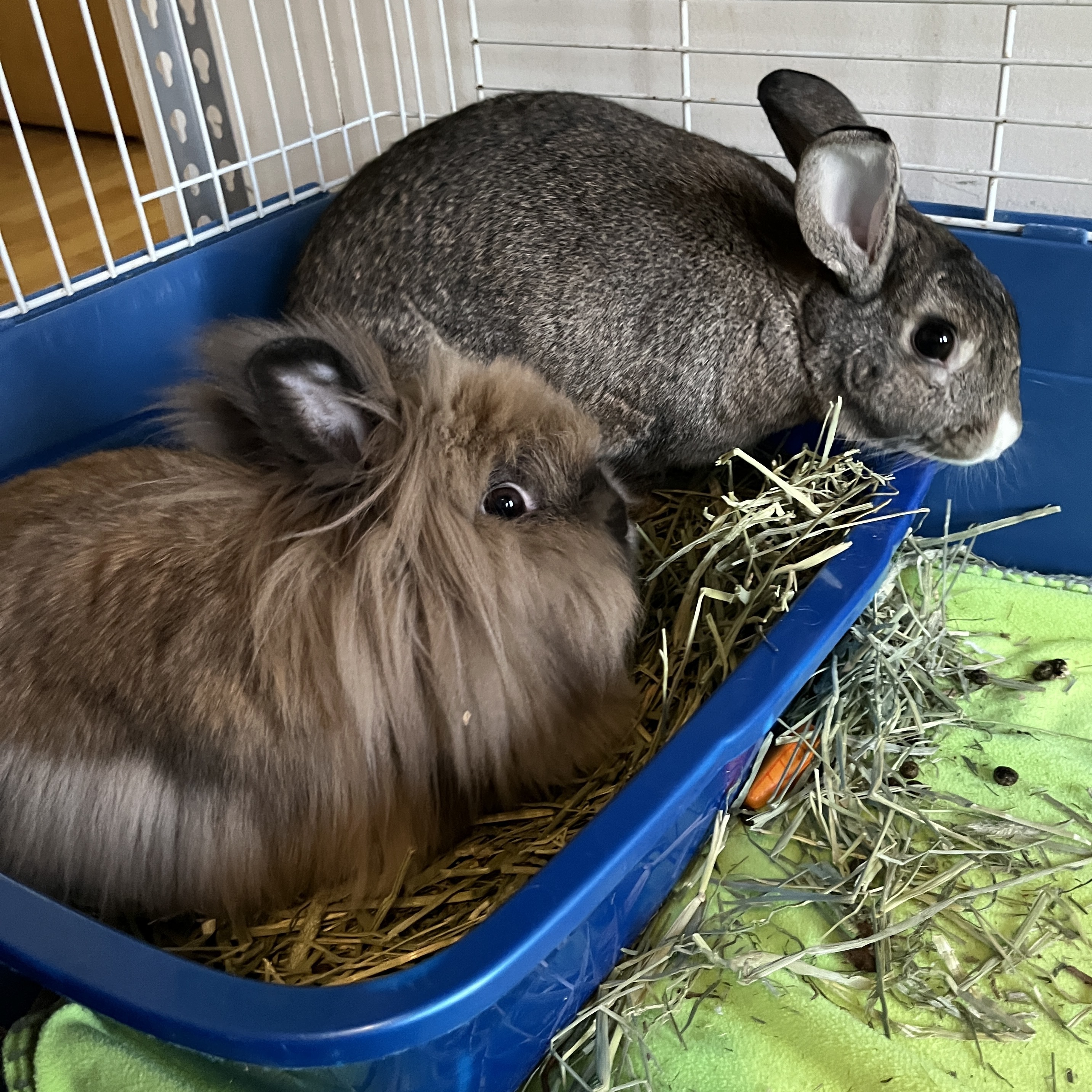 Karl (Bonded with Mabel), a Adoptable mixed breed in Columbia, MD image 5/6